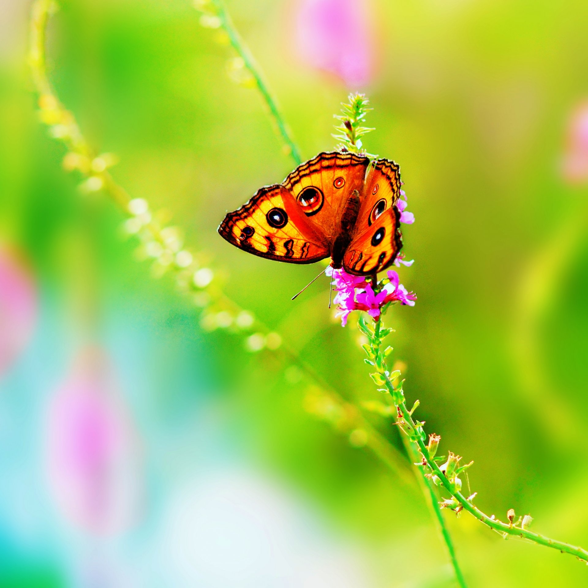 butterfly flower summer nature insect flowers bright