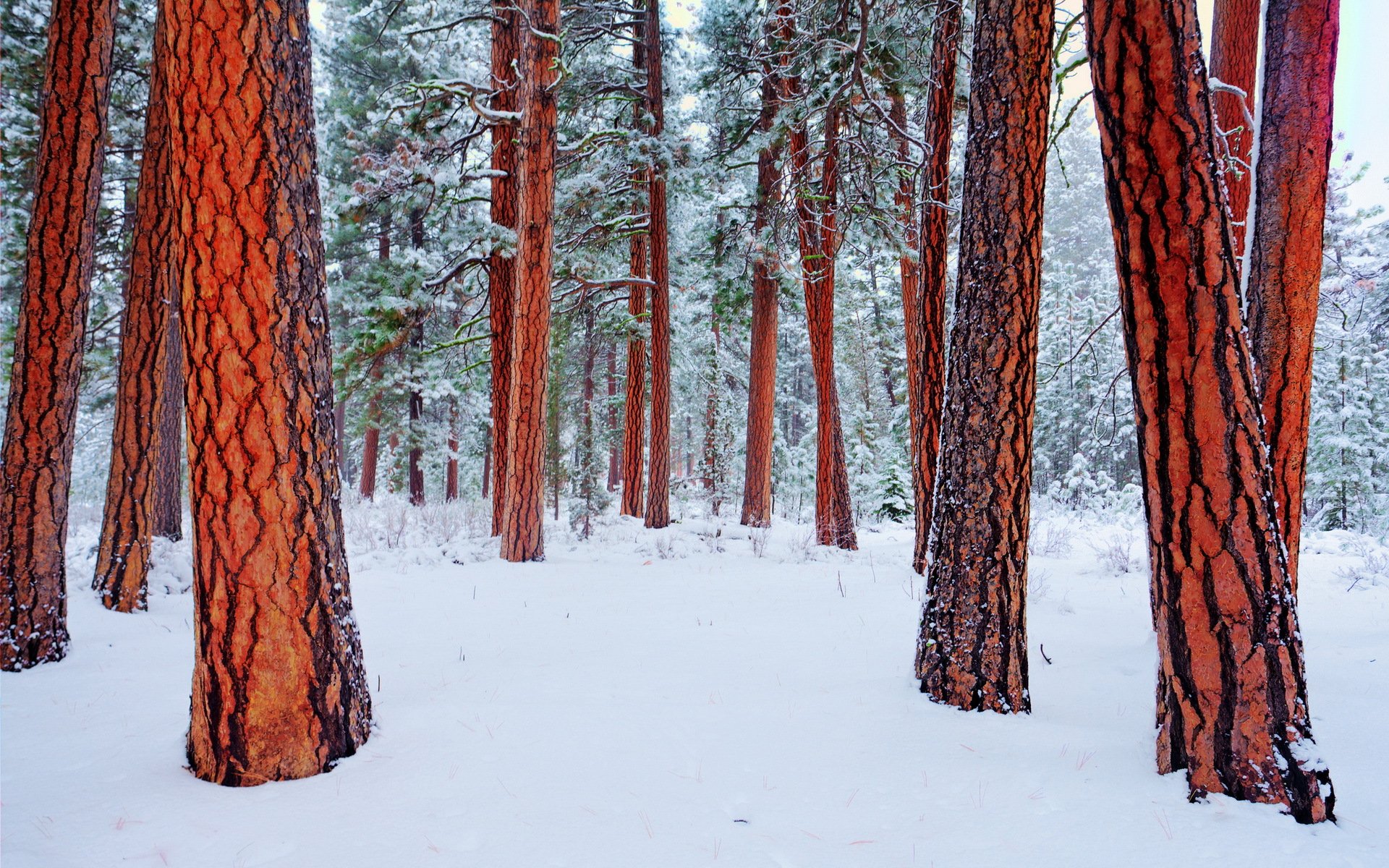 winter tree nature