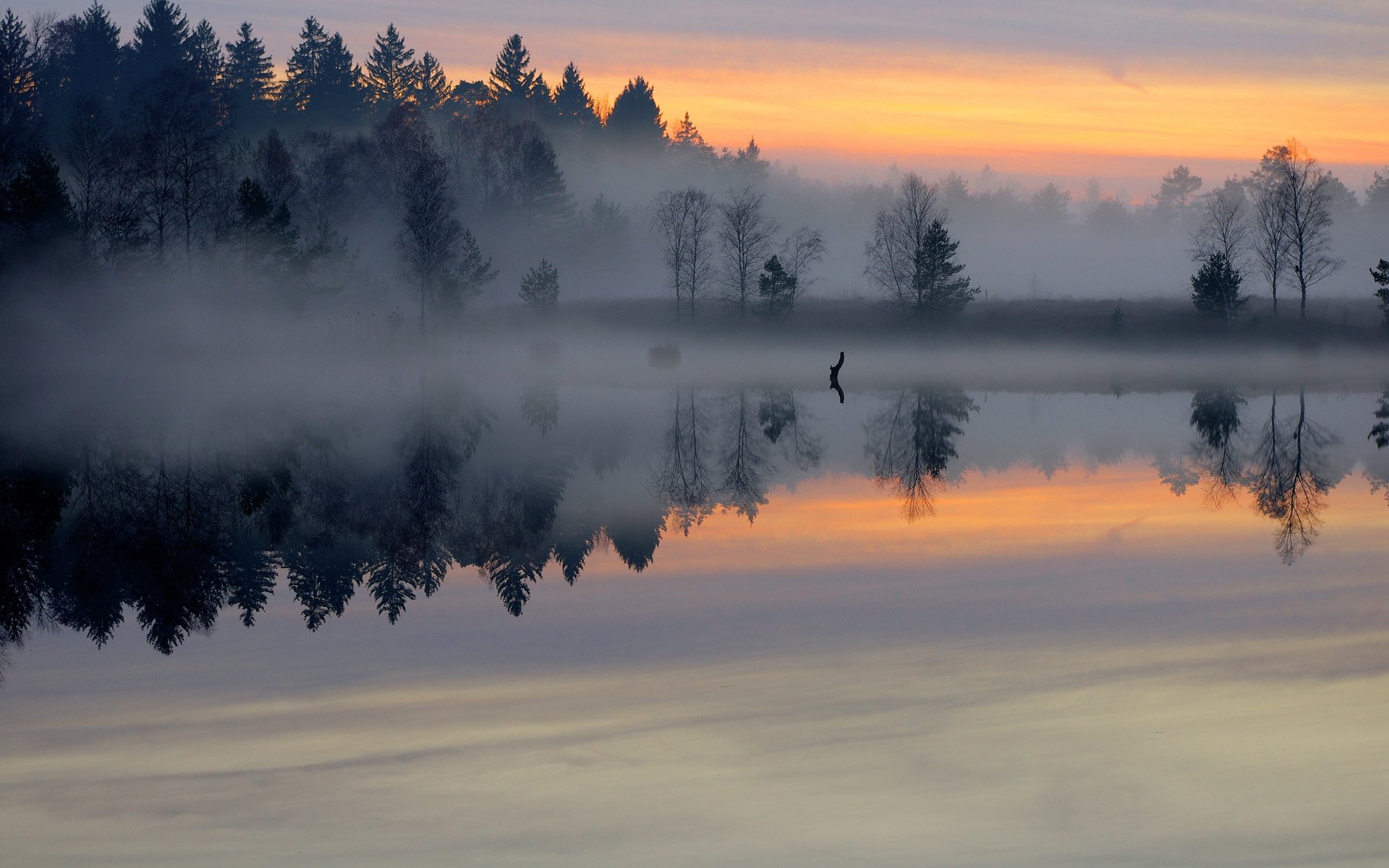 forest fog lake pond surface of morning dawn