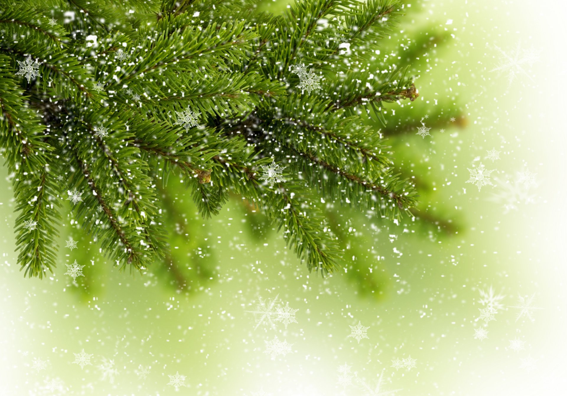 christmas tree branch spruce tree green winter snowflake