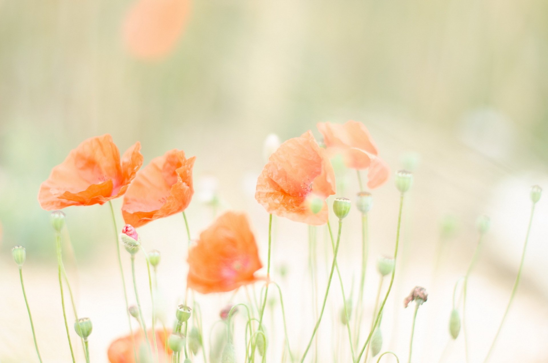 champ été coquelicots nature lumière