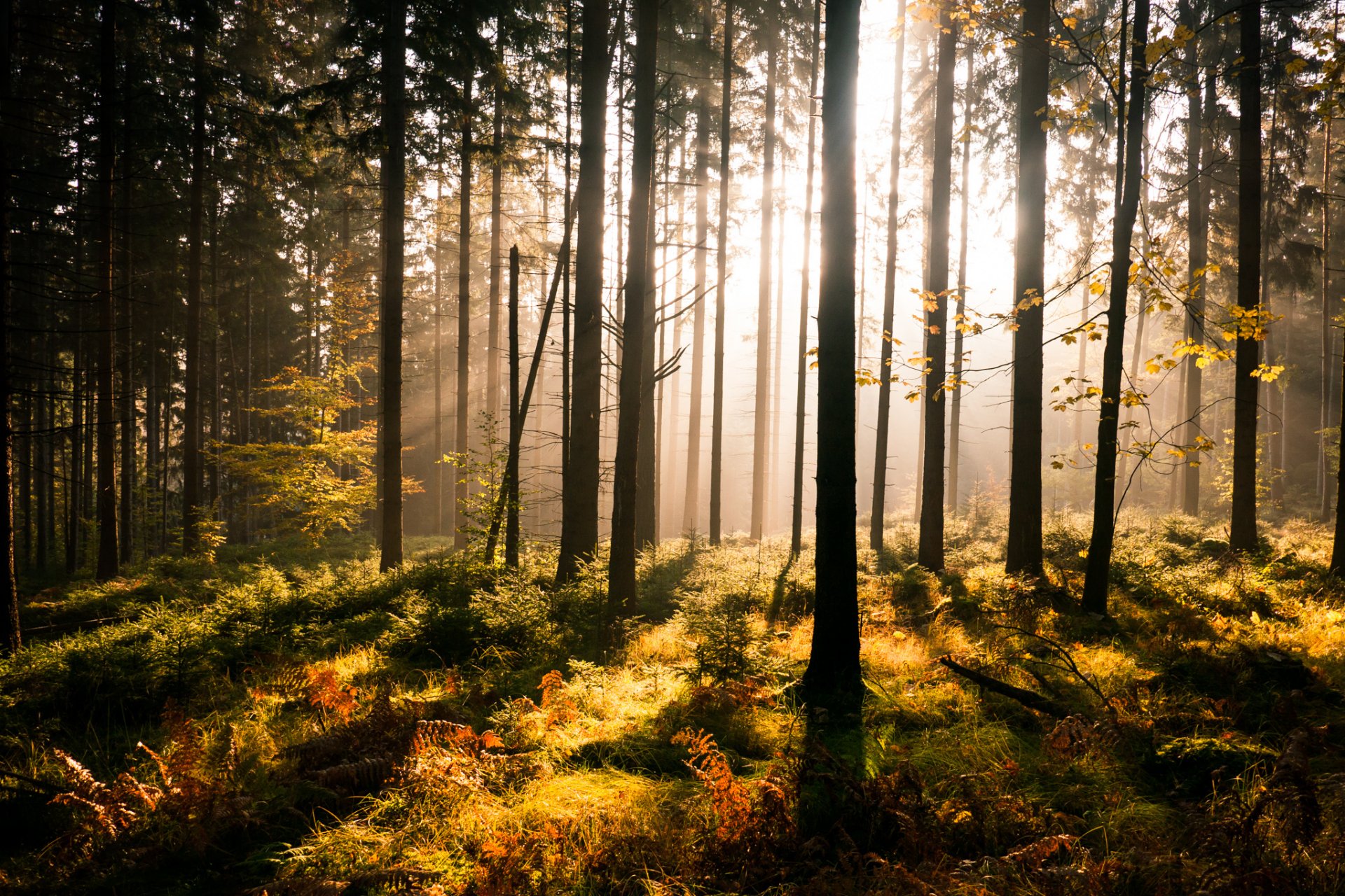 wald sonnenstrahlen bäume grüns farn