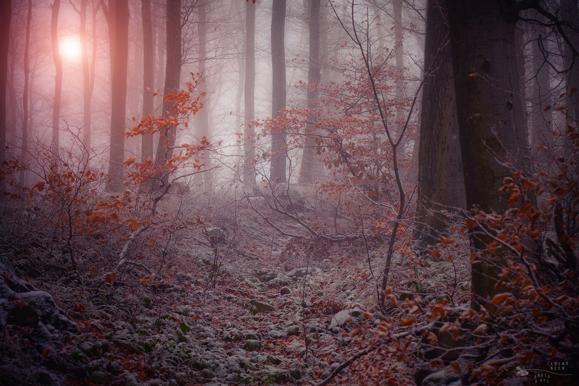 natura foresta oscura inverno nebbia gelo rami alberi fogliame secco