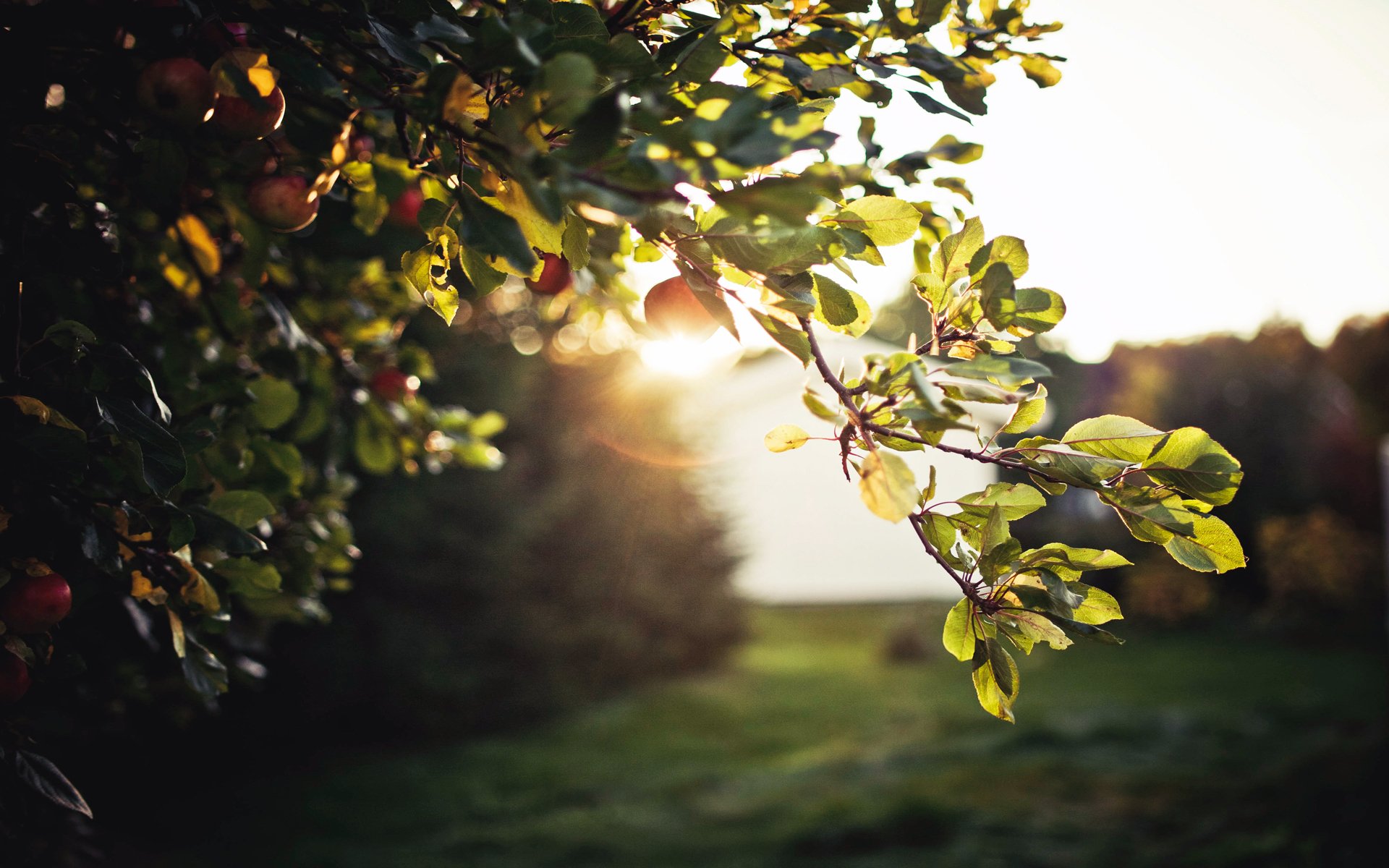 foliage tree apples night sun reflections sky nature