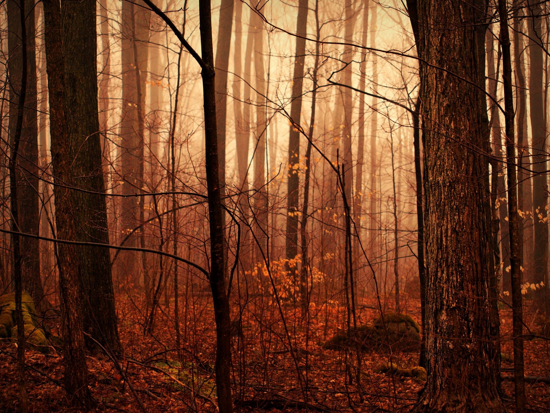 bosque de otoño después de la lluvia humedad gotas niebla naturaleza