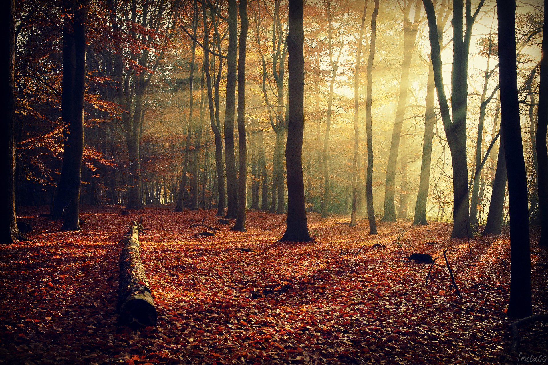 natur herbst wald laub bäume zweige licht strahlen