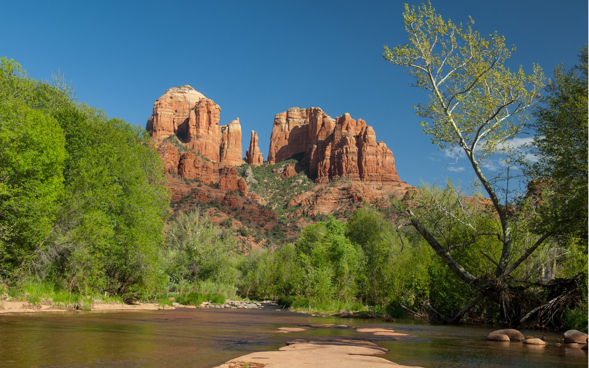 rock tree green water sand stones the root