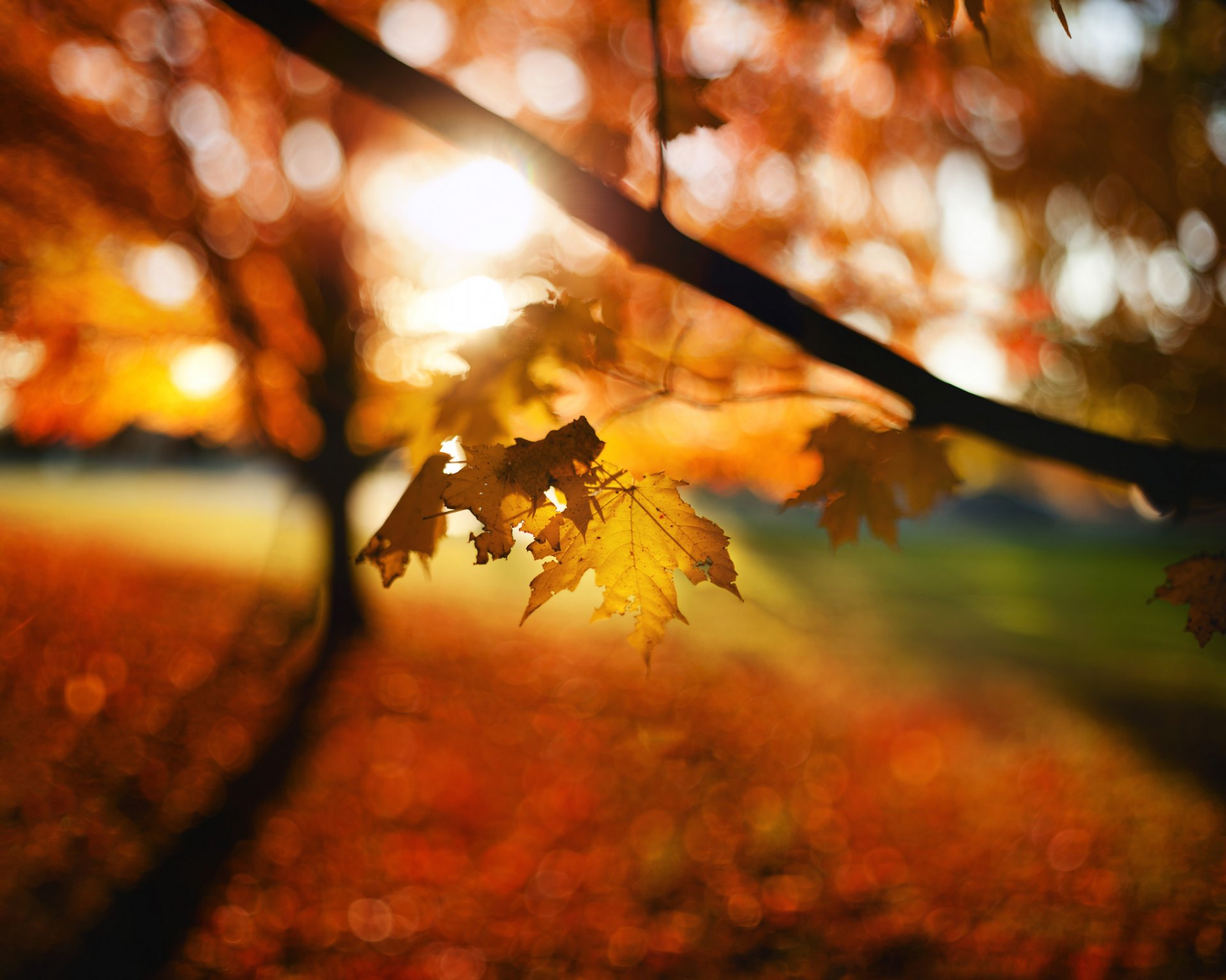 leaves autumn bokeh blur