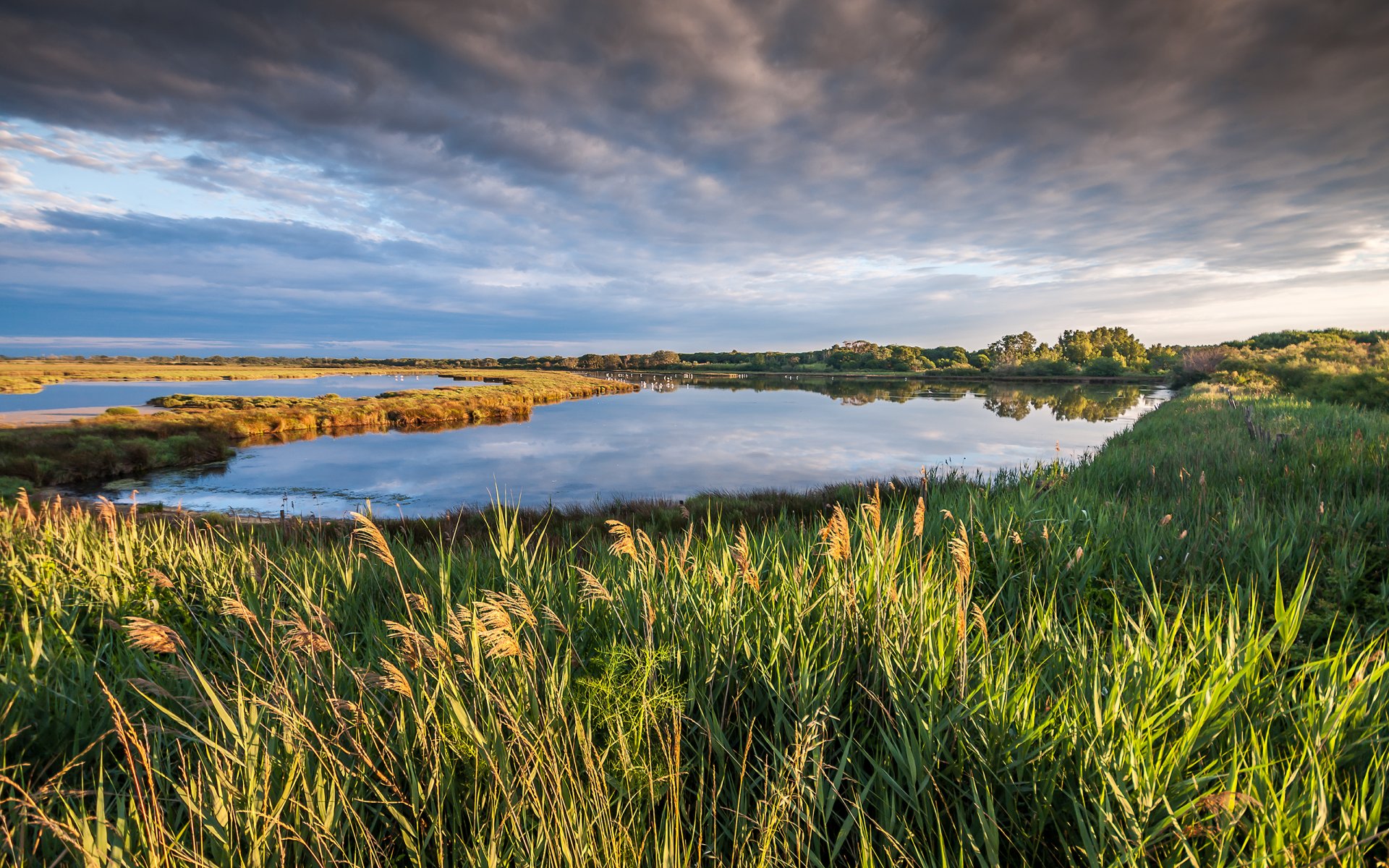 apetyczny camargue francja natura krajobraz niebo chmury jezioro trawa