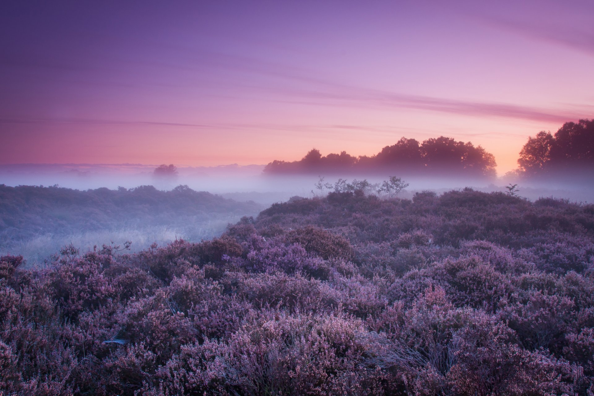 natur nebel büsche bäume