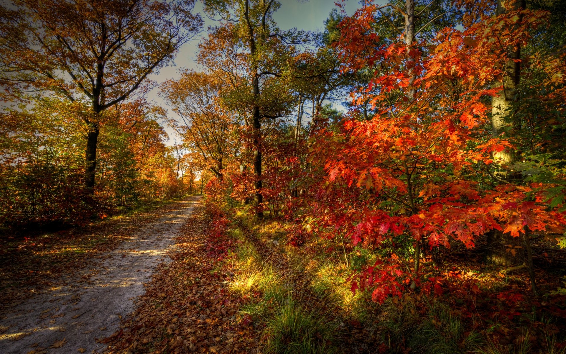 nature paysage ciel automne route forêt arbres