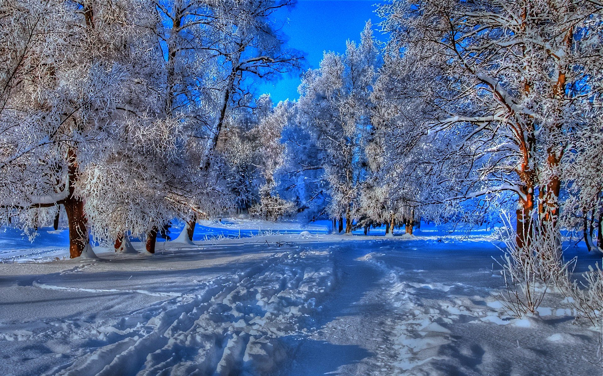 bosque árboles ramas frescura fresco camino sendero senderos invierno nieve escarcha azul cielo