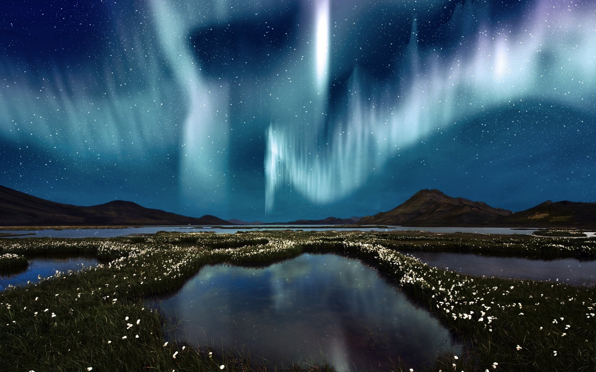 aurores boréales marais fleurs eau ciel étoiles