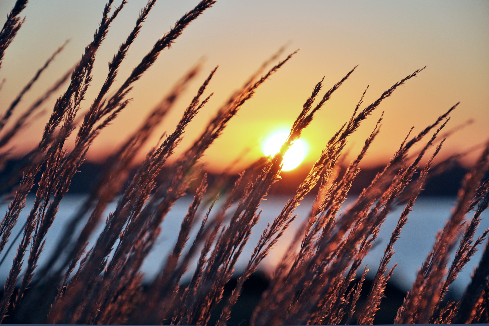 temprano en la mañana sol amanecer plantas espiguillas espigas río hierba naturaleza iluminación mañana perfecta