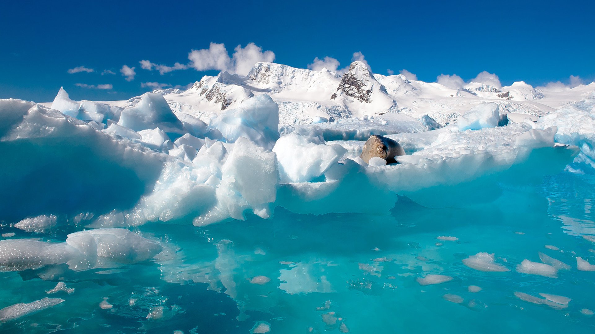 nature nord antarctique glace océan eau neige phoque