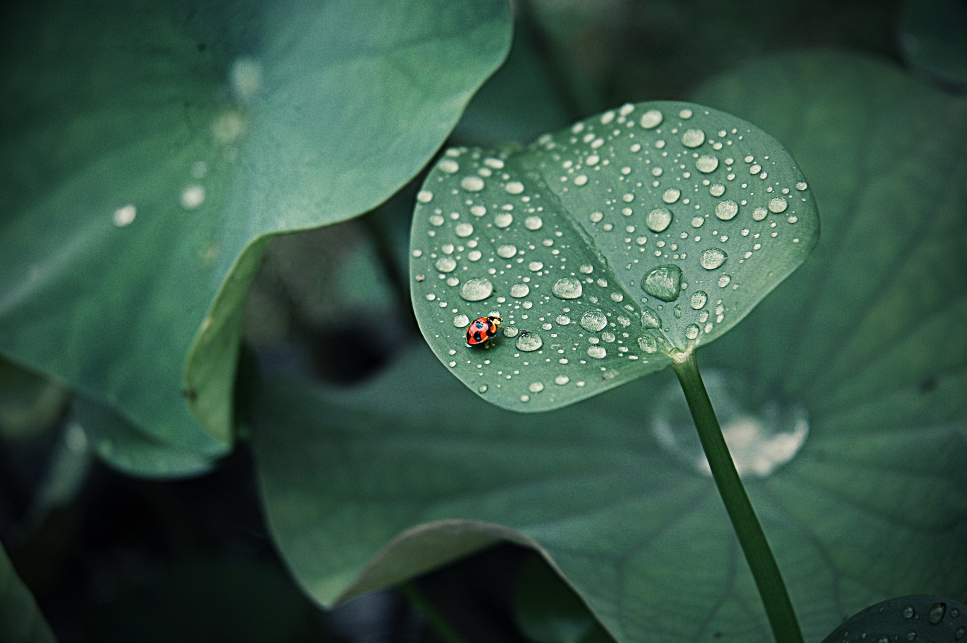 coccinella foglie gocce rugiada rotondo insetto