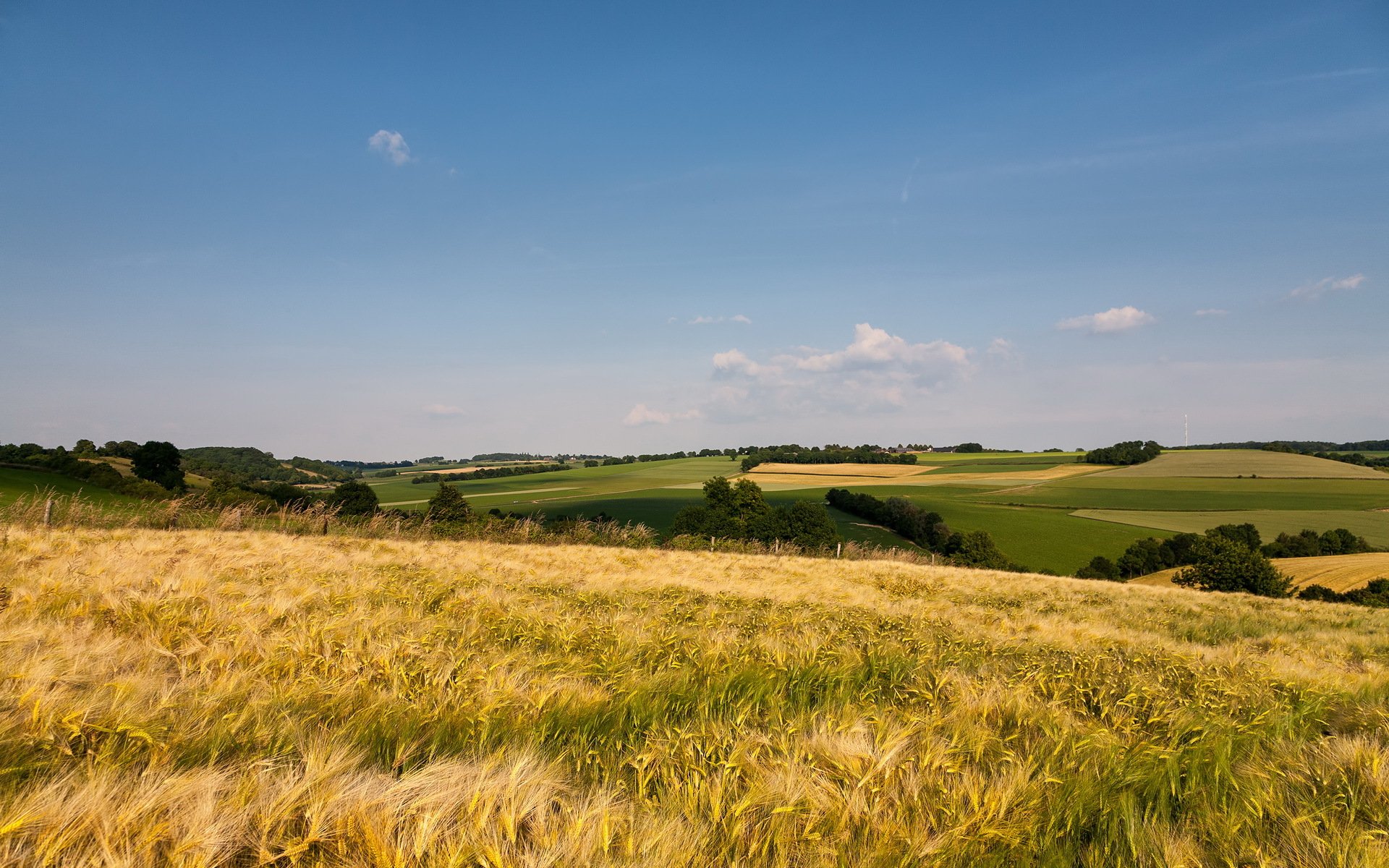 champ été nature paysage