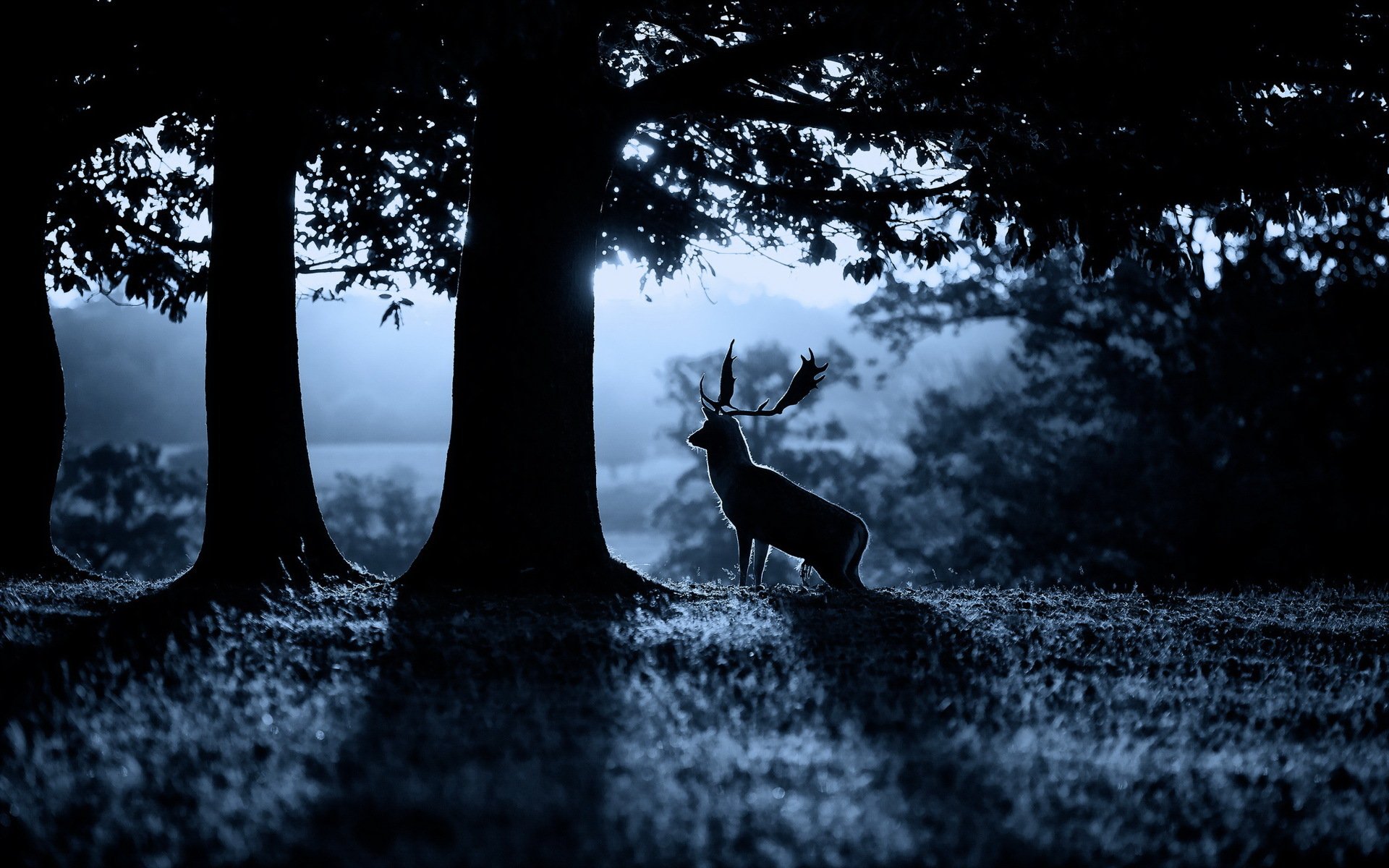 cerf matin forêt nature