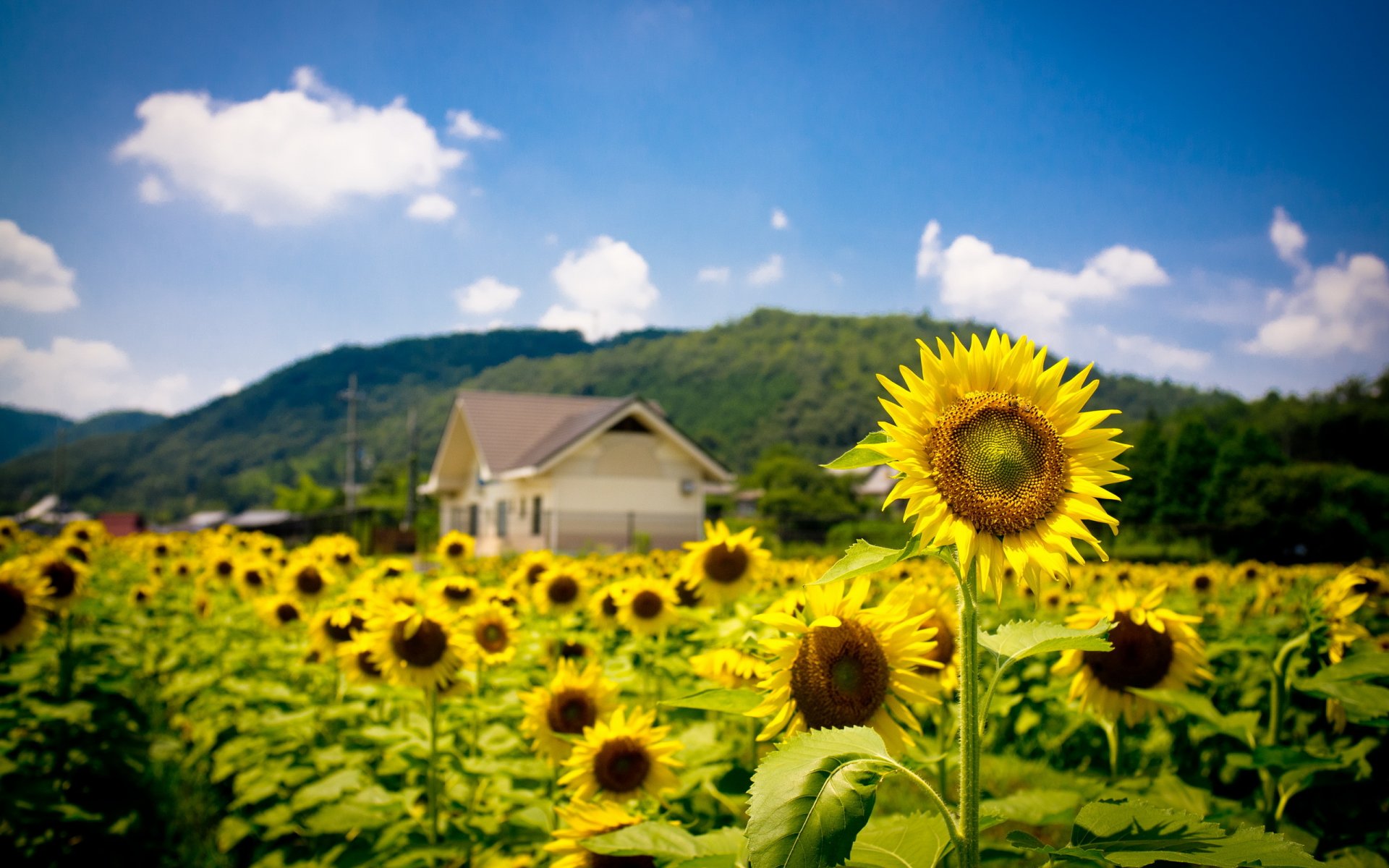 girasoles verano campo naturaleza