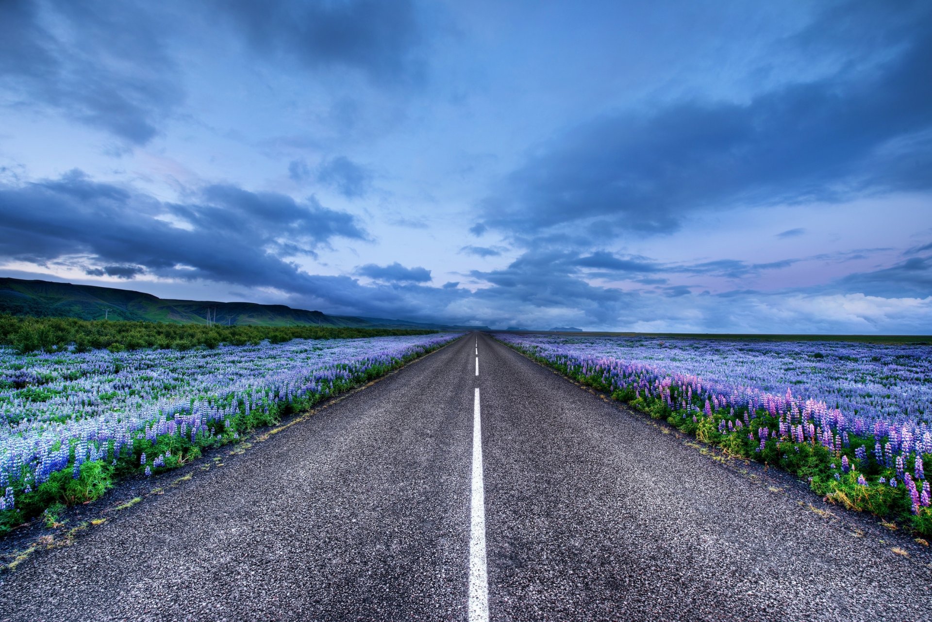 islandia droga łąki kwiaty łubin horyzont