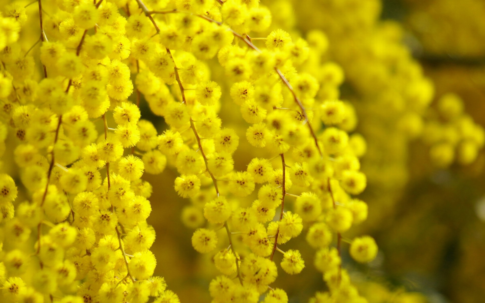 acacia arbuste éblouissement flou nature gros plan