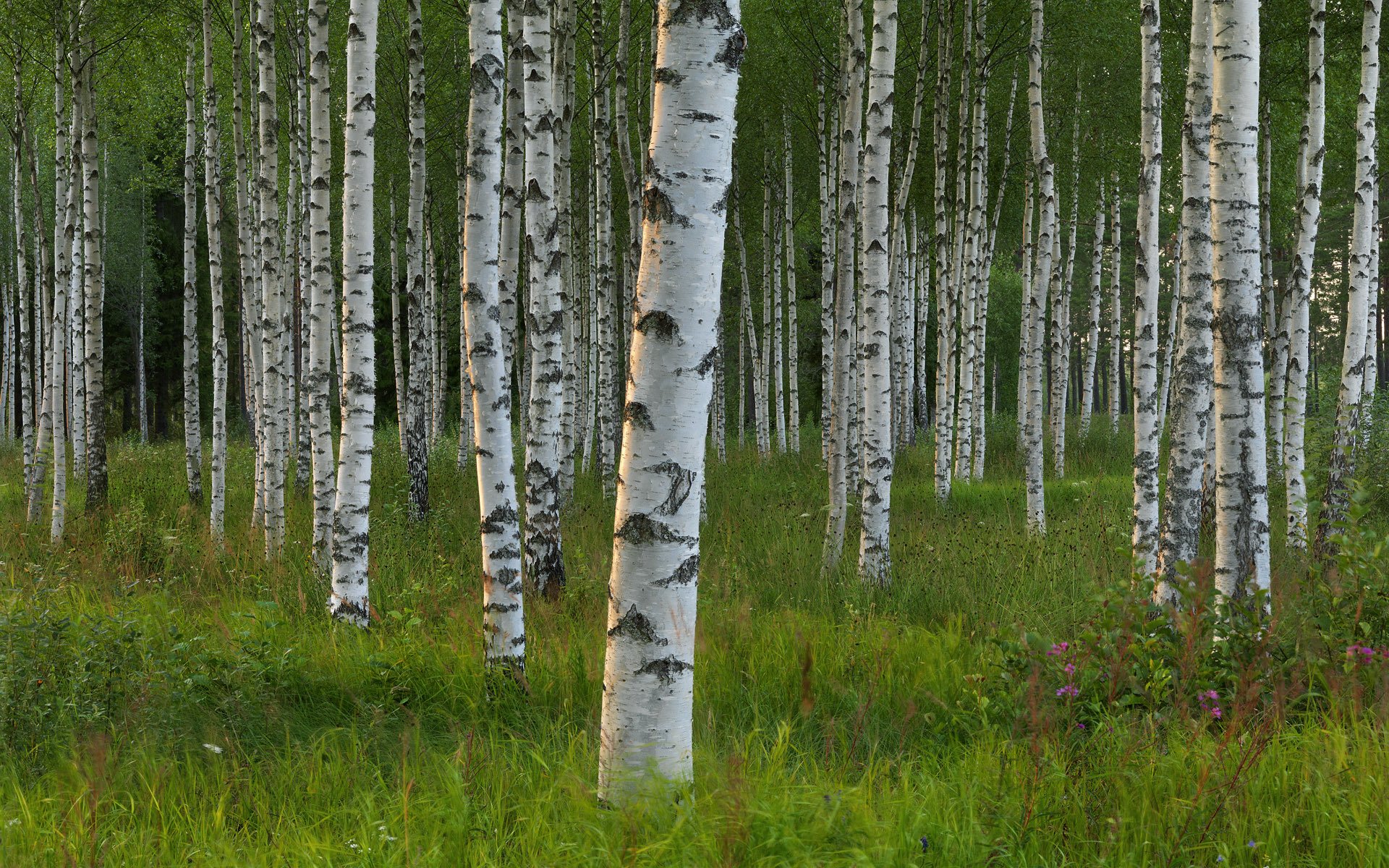 dalarna schweden bäume hain