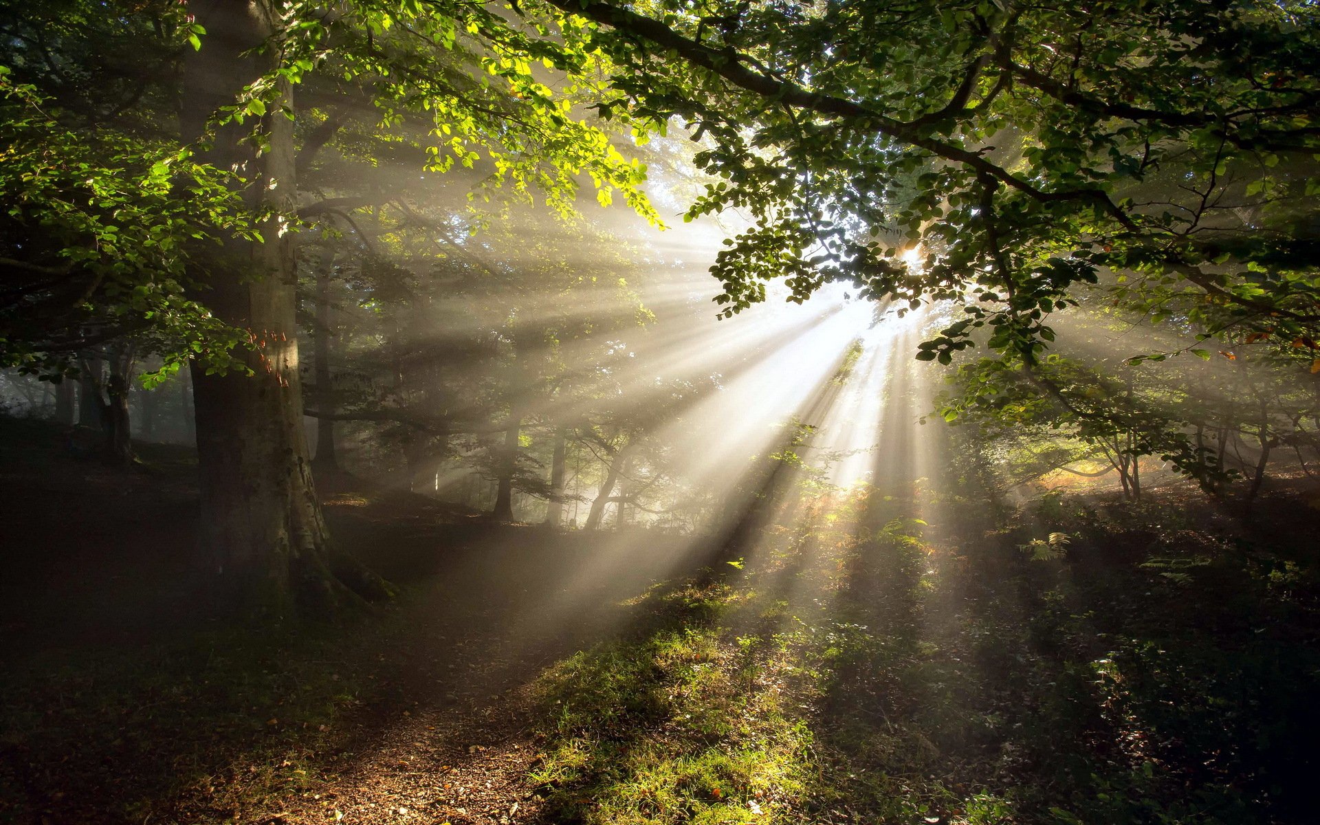 forêt arbres été nature