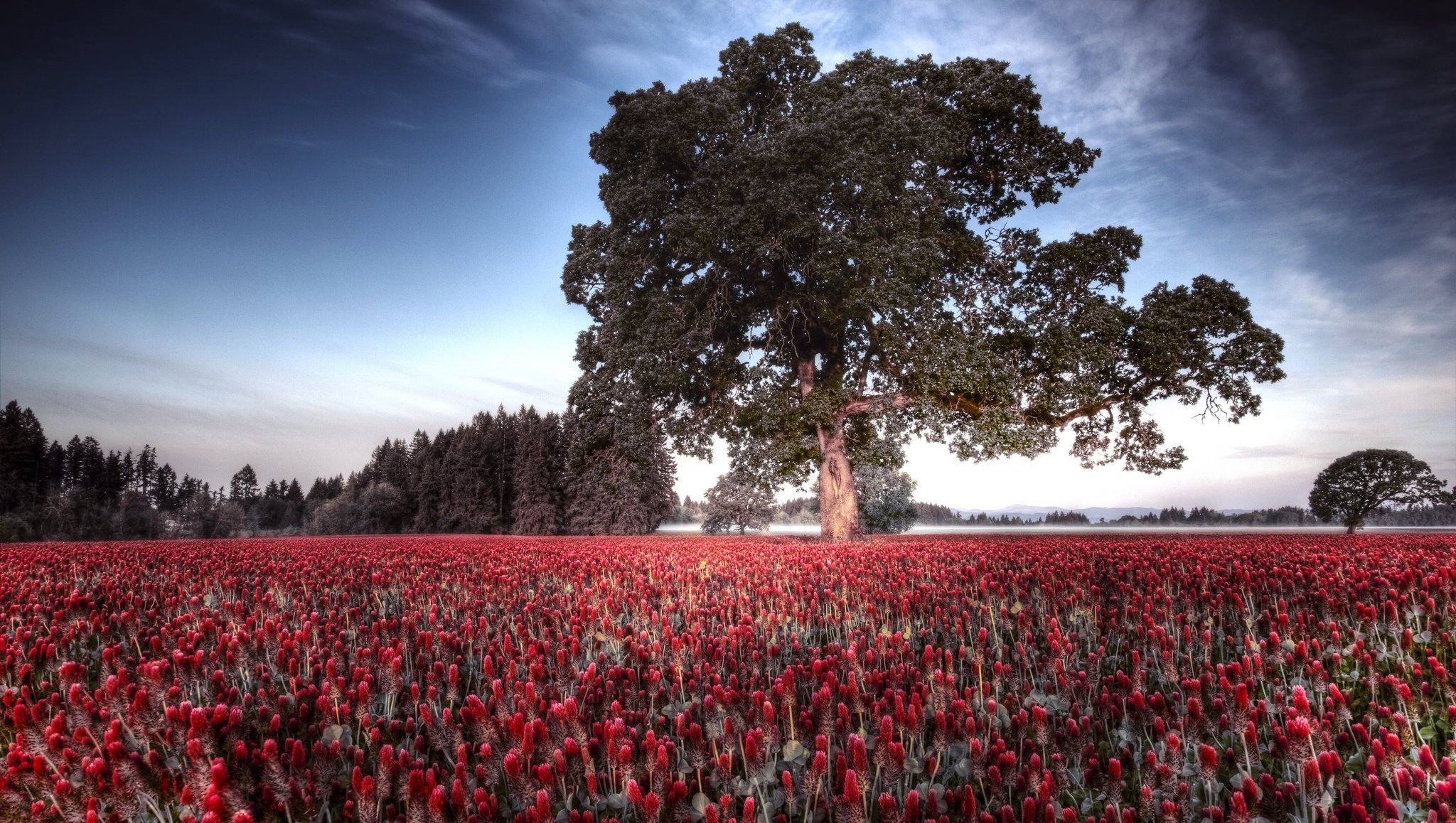 natura albero alberi campo fiori primavera