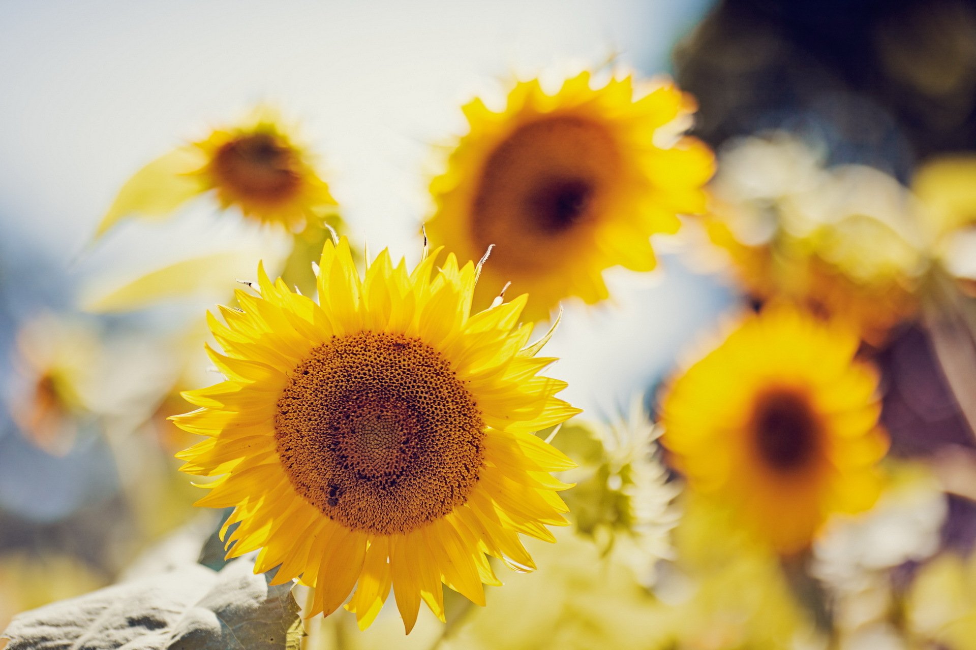 tournesols été nature