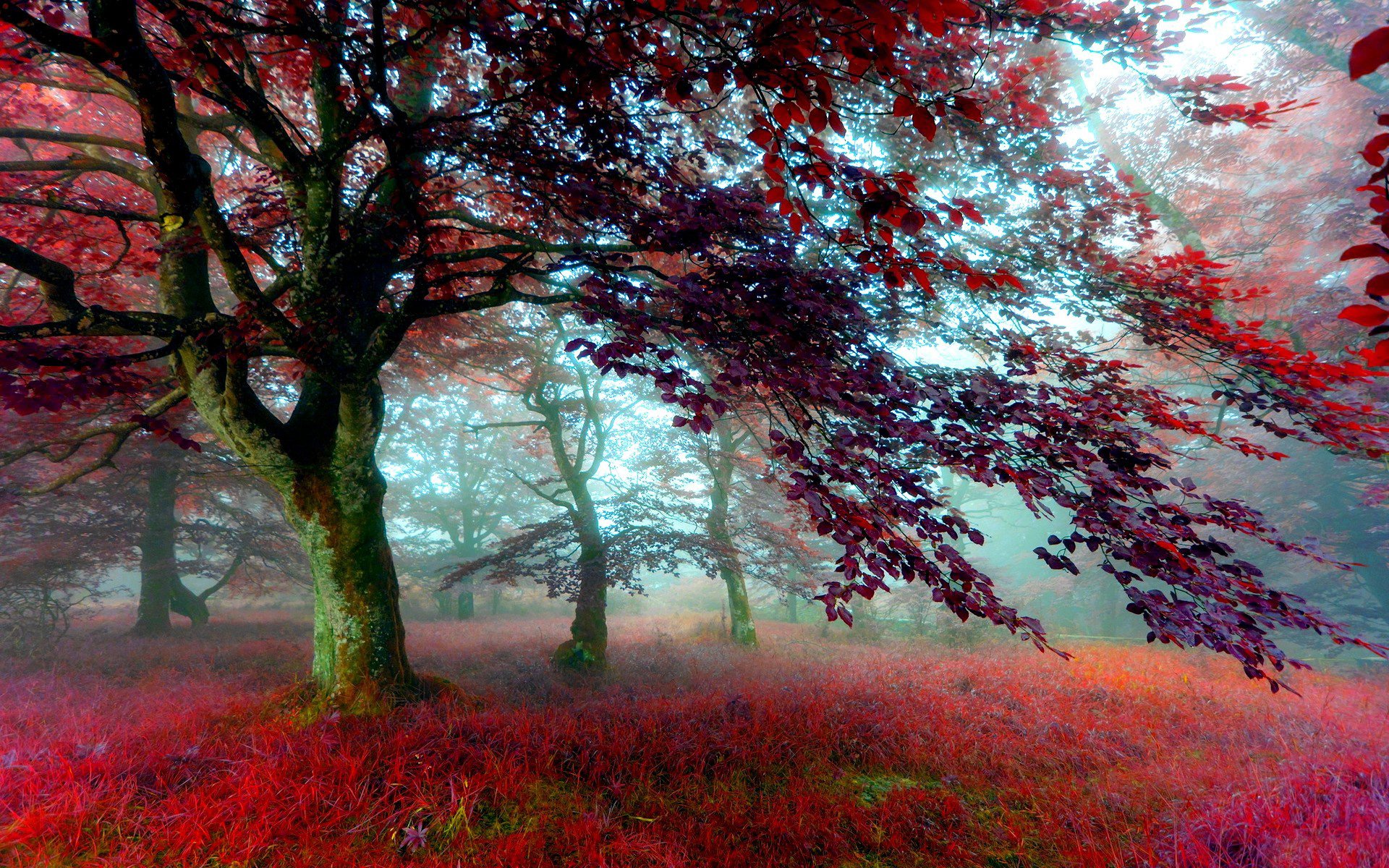 bosque árboles follaje otoño hierba color niebla