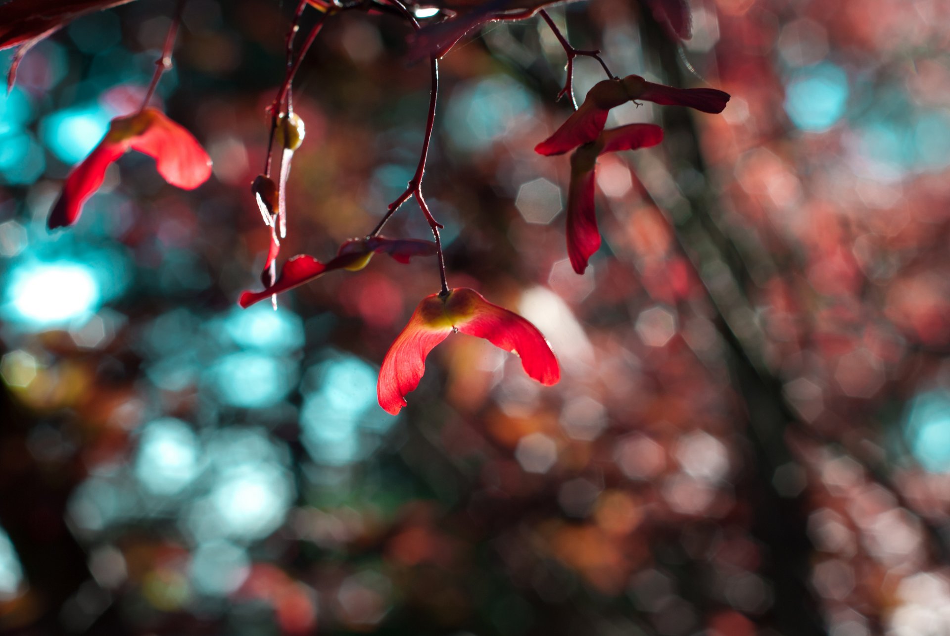 nature close up branches blur reflection