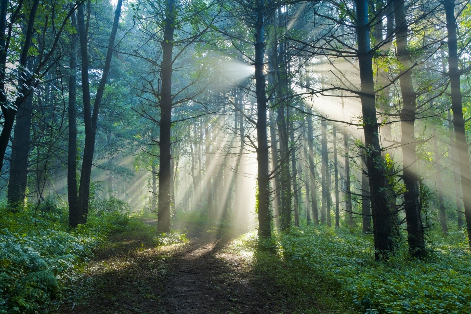 ummer morning forest trail sun light rays nature