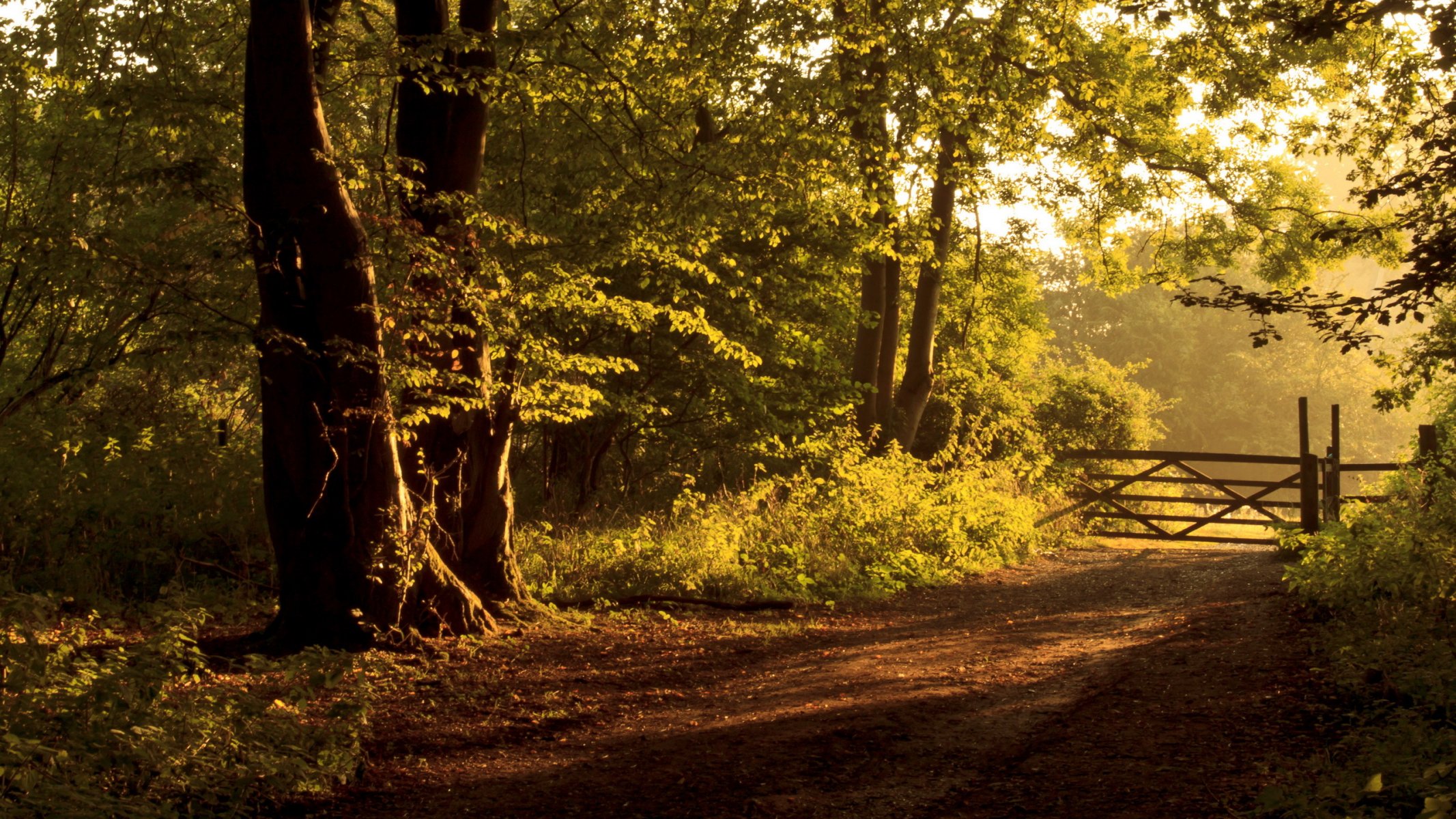 road forest fence landscape