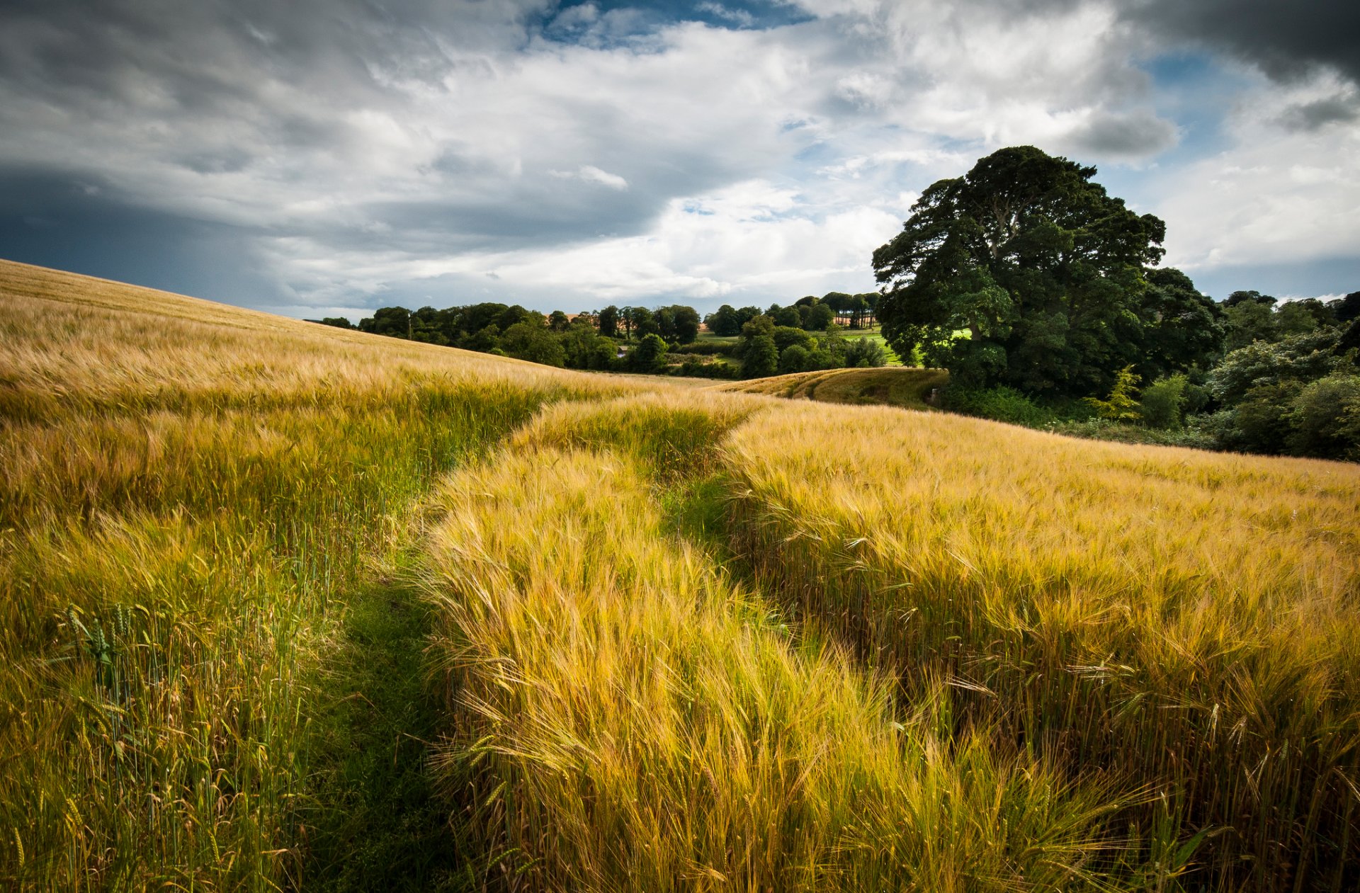 nature sky clouds the field wheat next summer