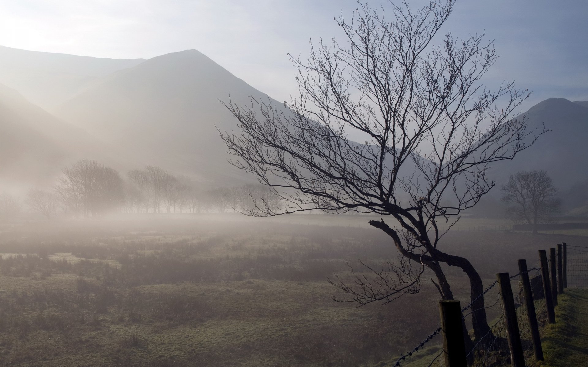 campo mattina nebbia albero recinzione natura paesaggio