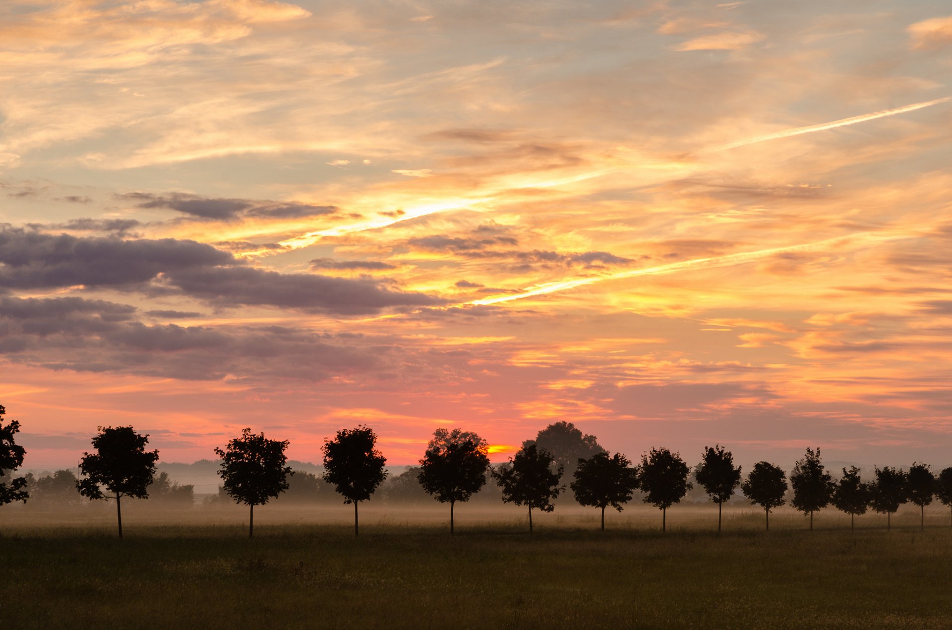 natura cielo nebbia alberi fila