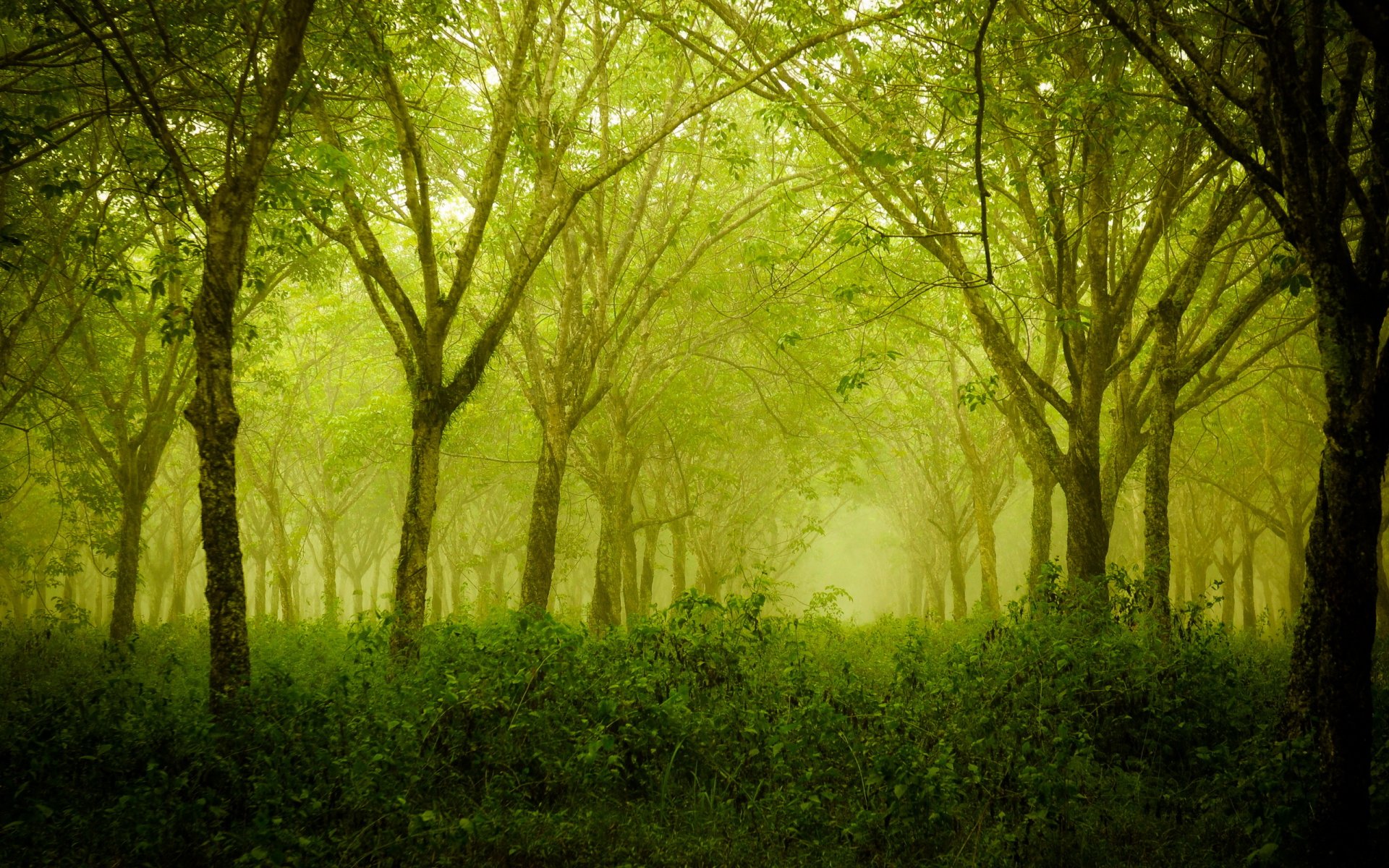 bosque árboles verano naturaleza