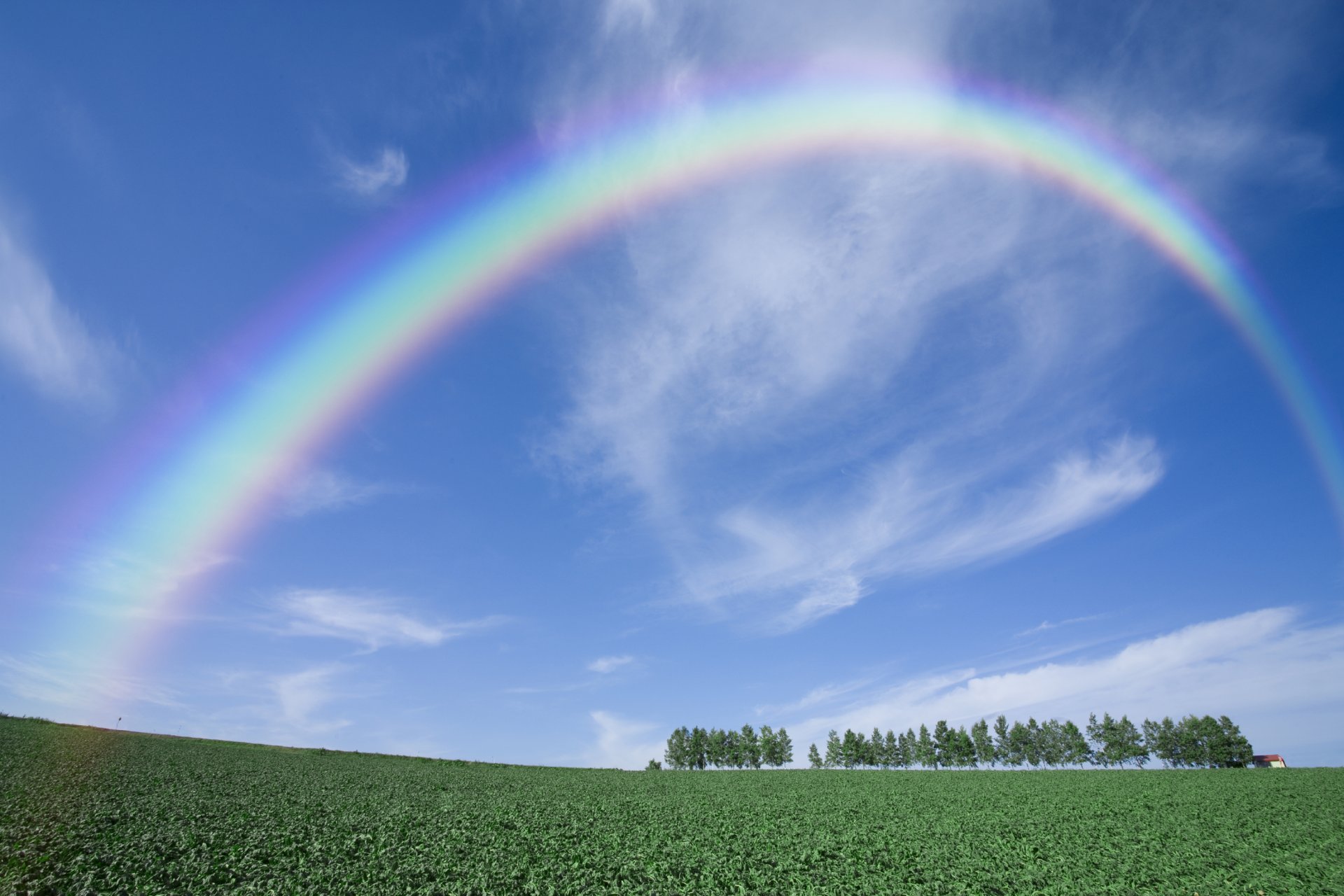 arbres arc en ciel champ