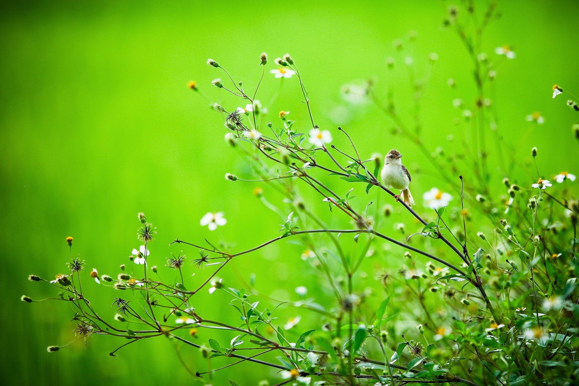 ummer poultry branches nature