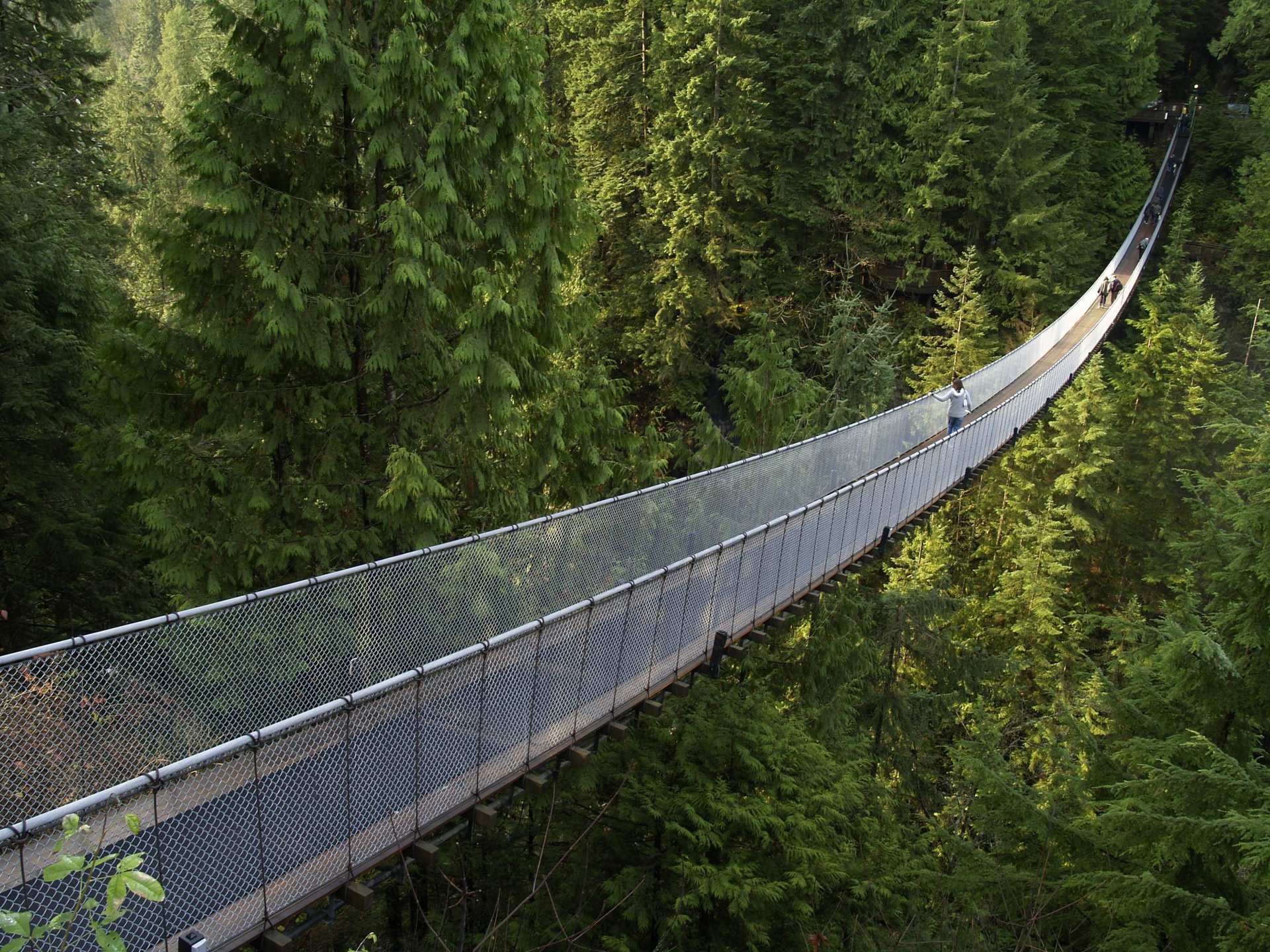 wald brücke nadelwald