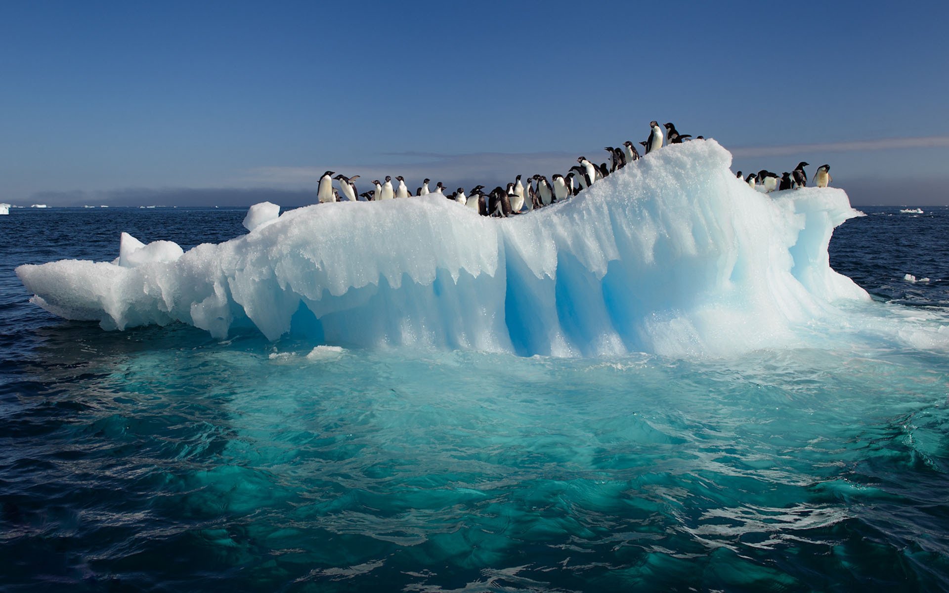 antarctica ocean floe penguins water