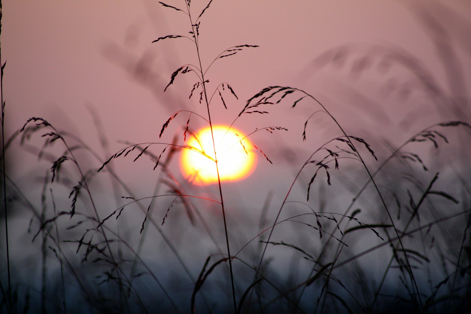 tramonto sole piante erba vento natura