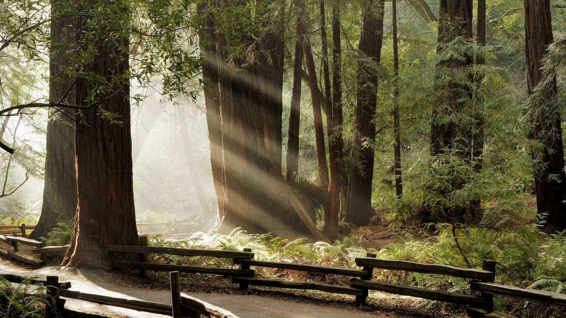 natur wald sommer bäume