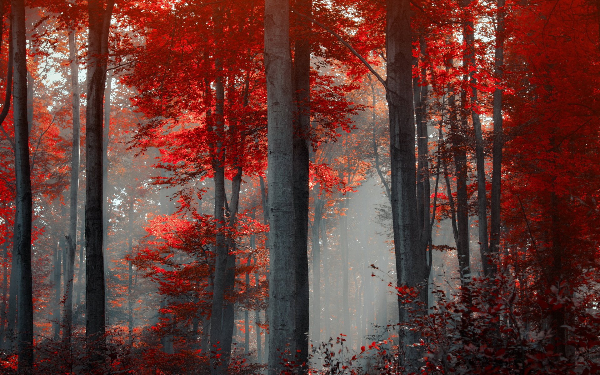 forêt nature paysage