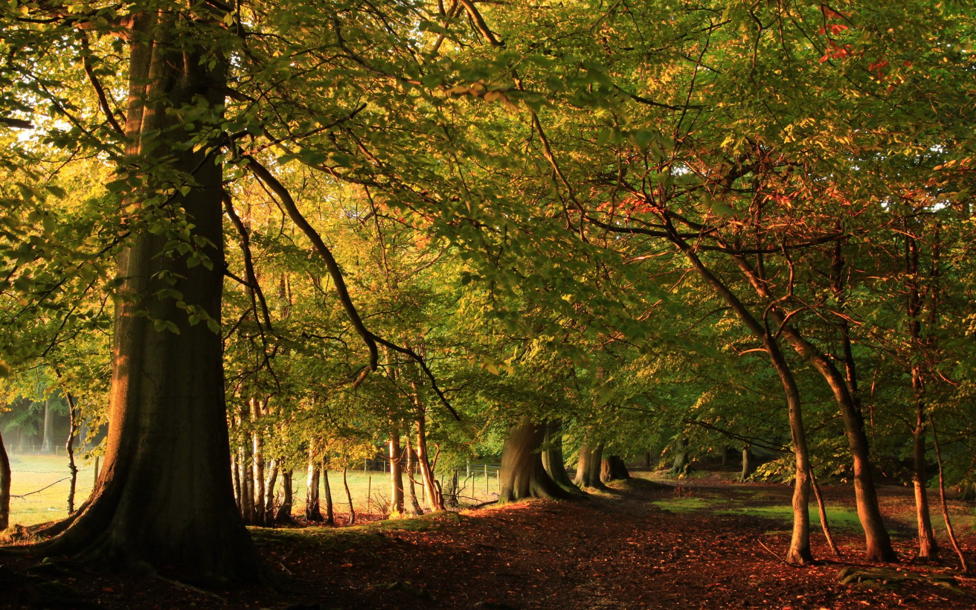 wald straße herbst natur