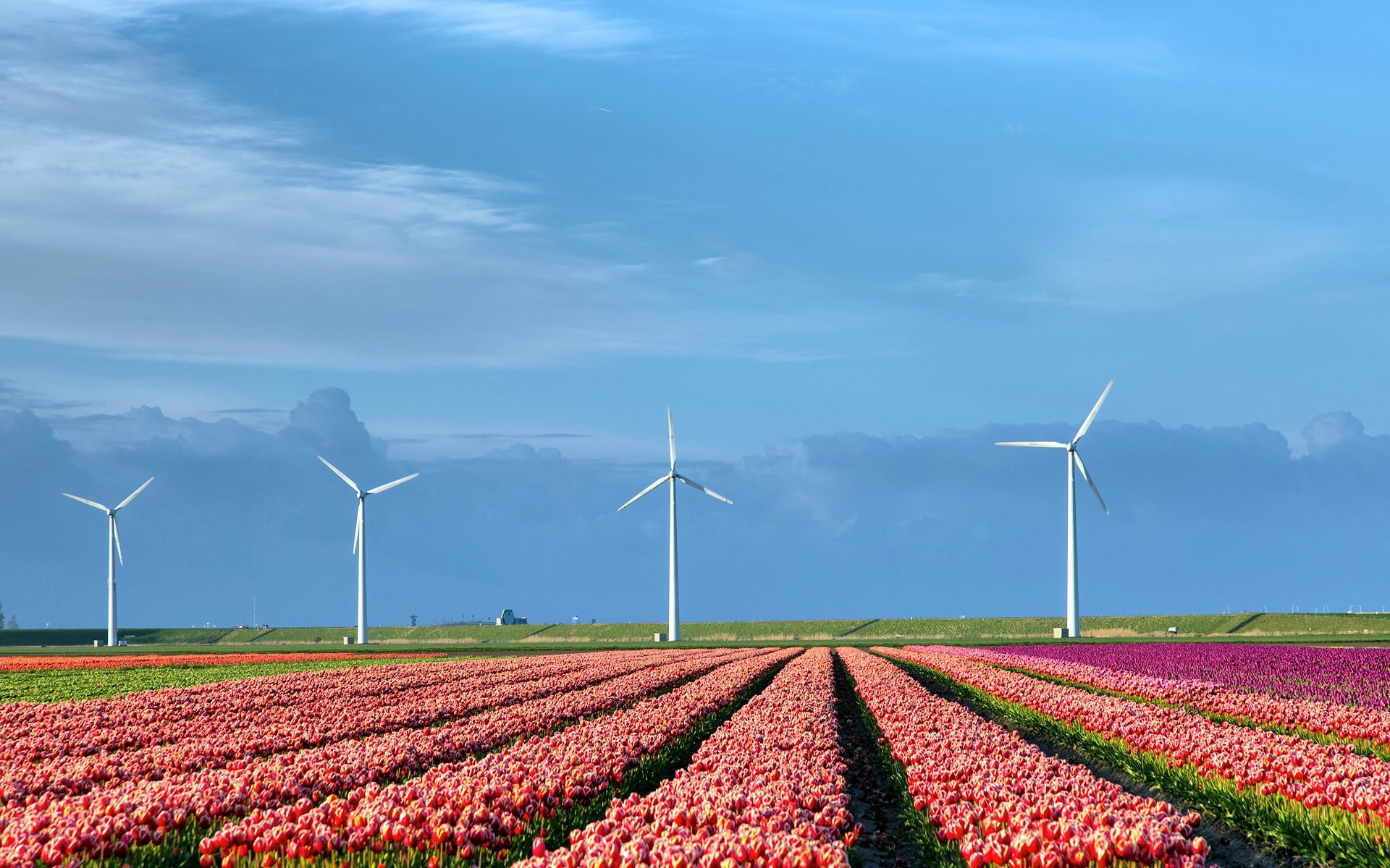 champ tulipes moulins à vent nature