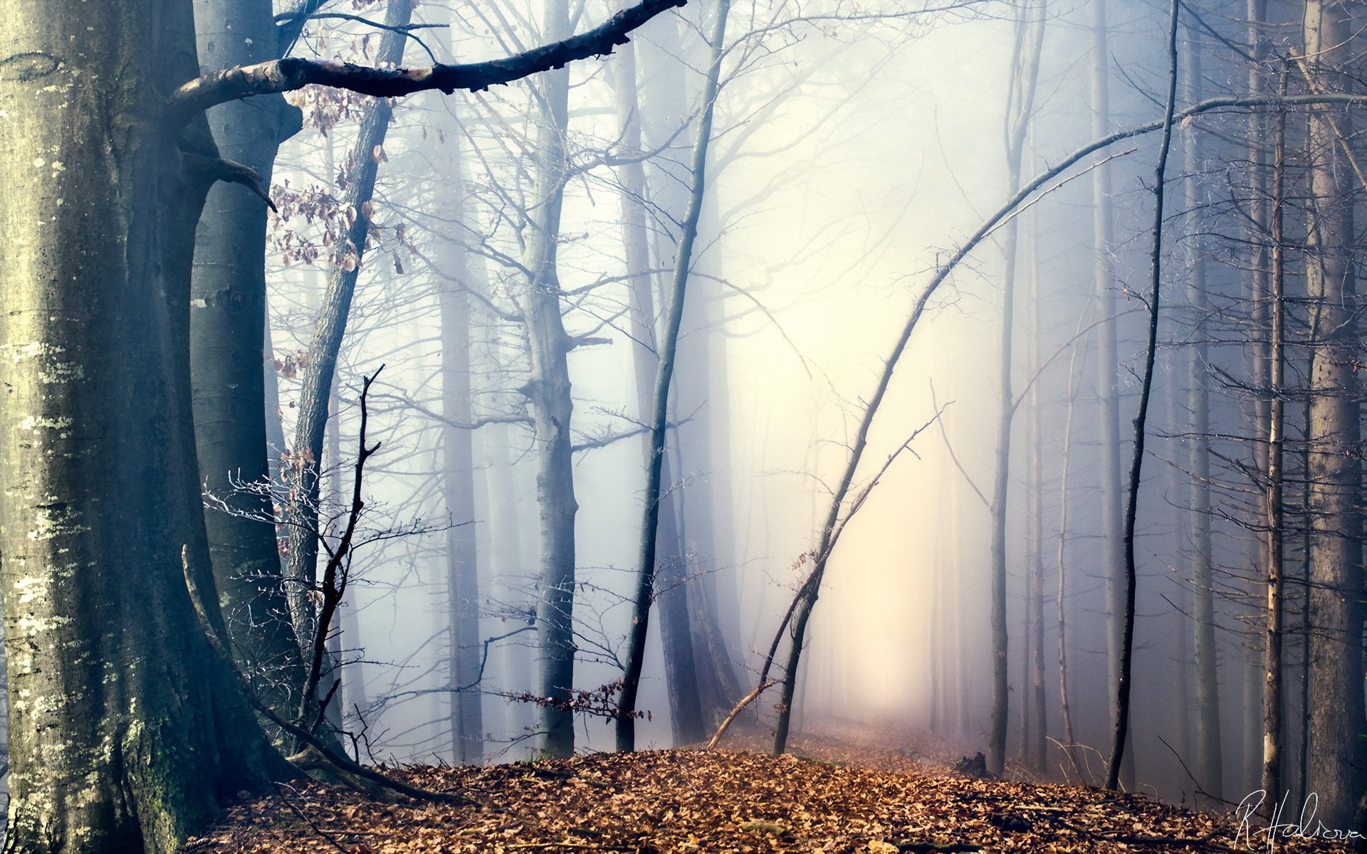 foresta nebbia autunno natura