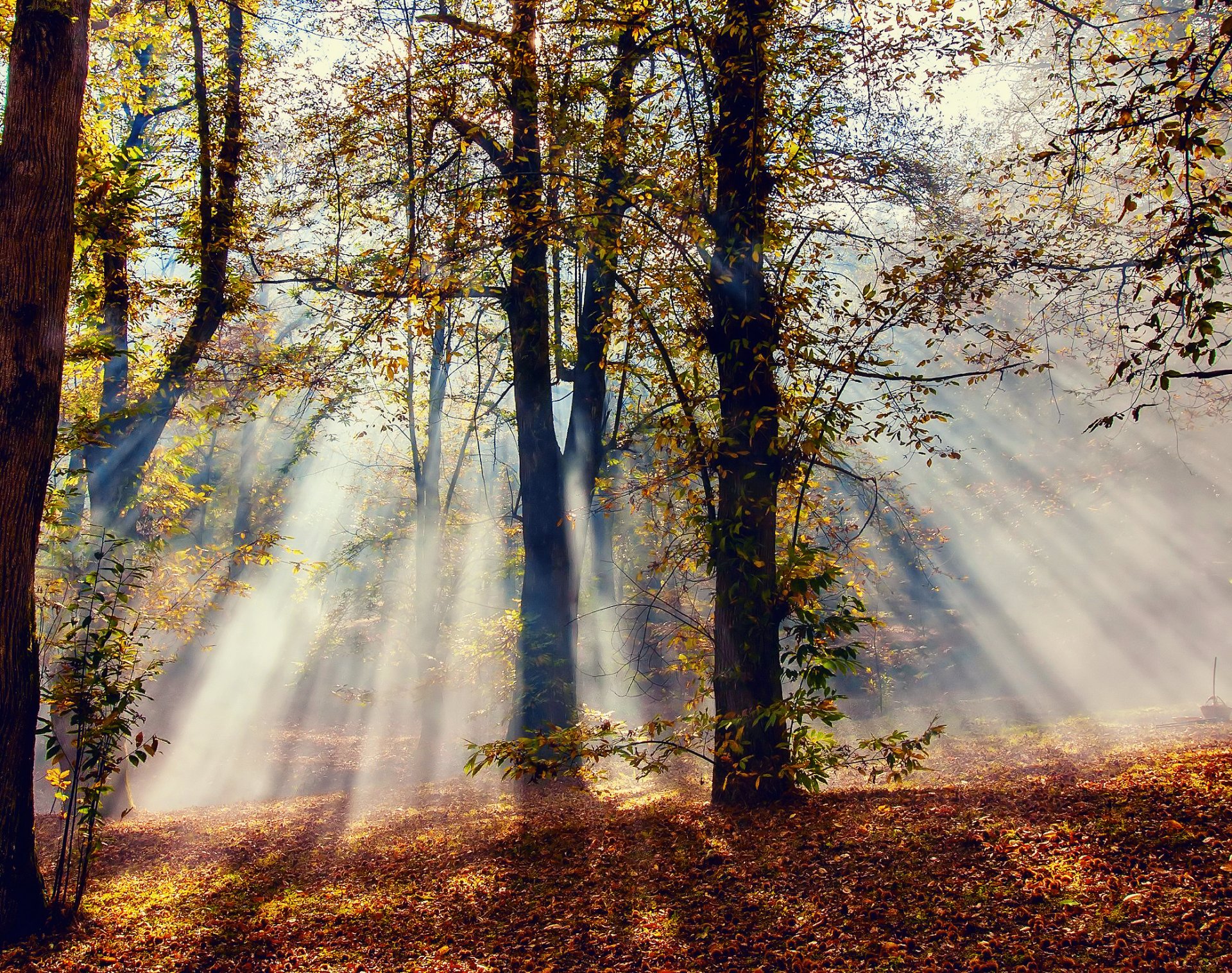 natur herbst wald bäume licht strahlen laub