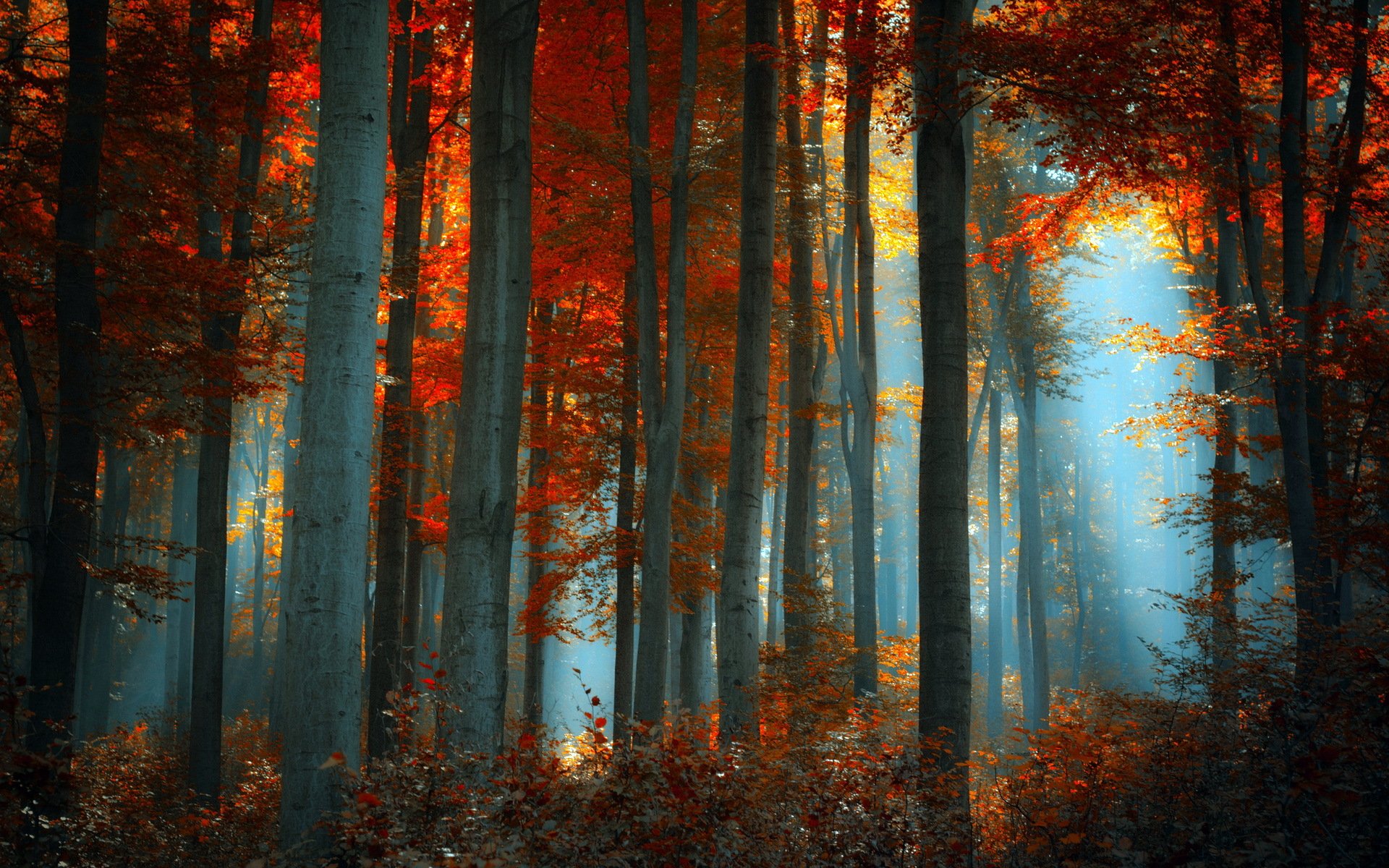 forêt nature paysage