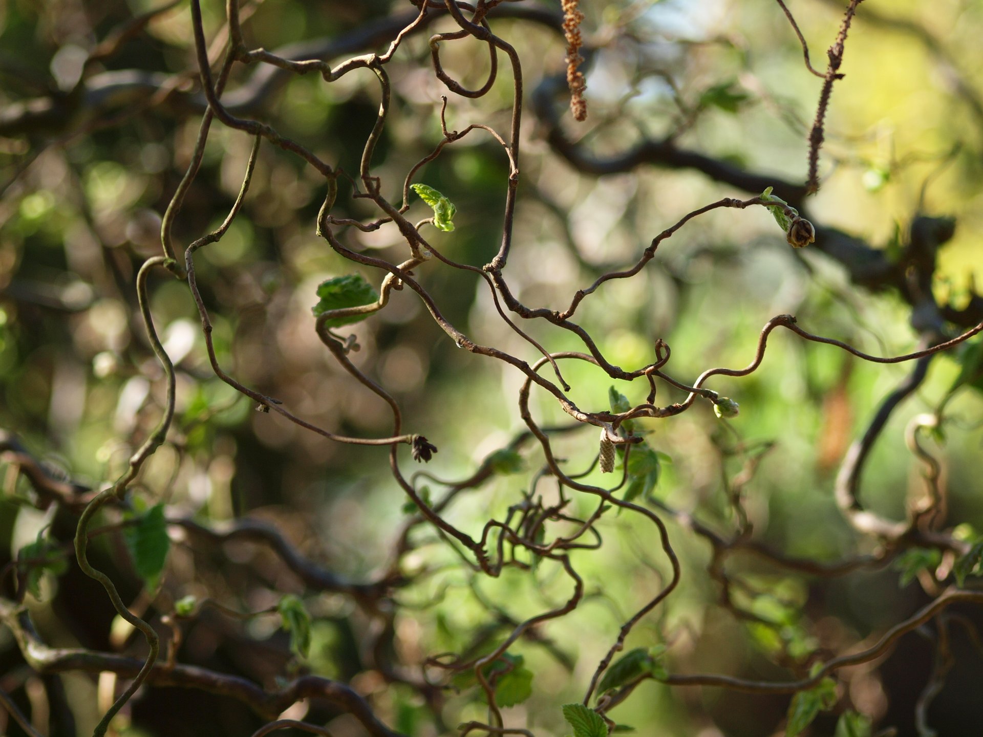 natura liana liście liście krzywe makro rozmycie